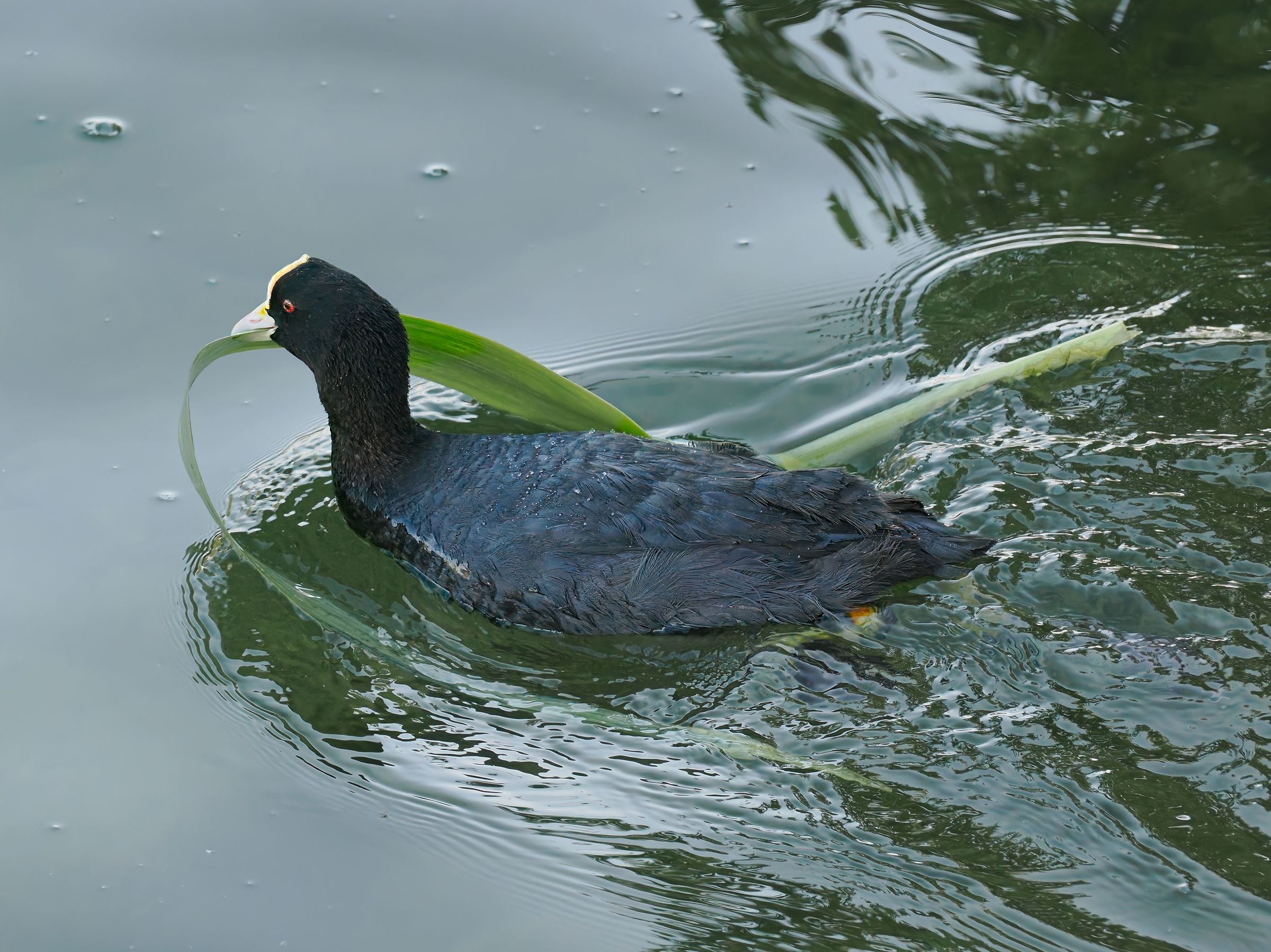 The builder coot