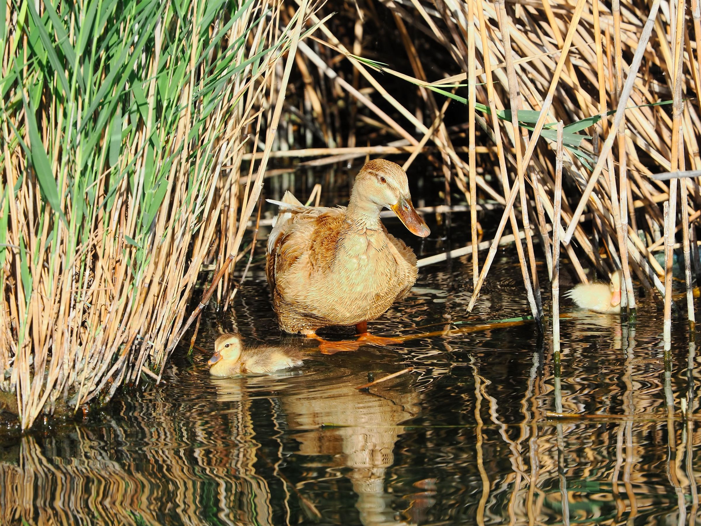 Sheltered in the reeds
