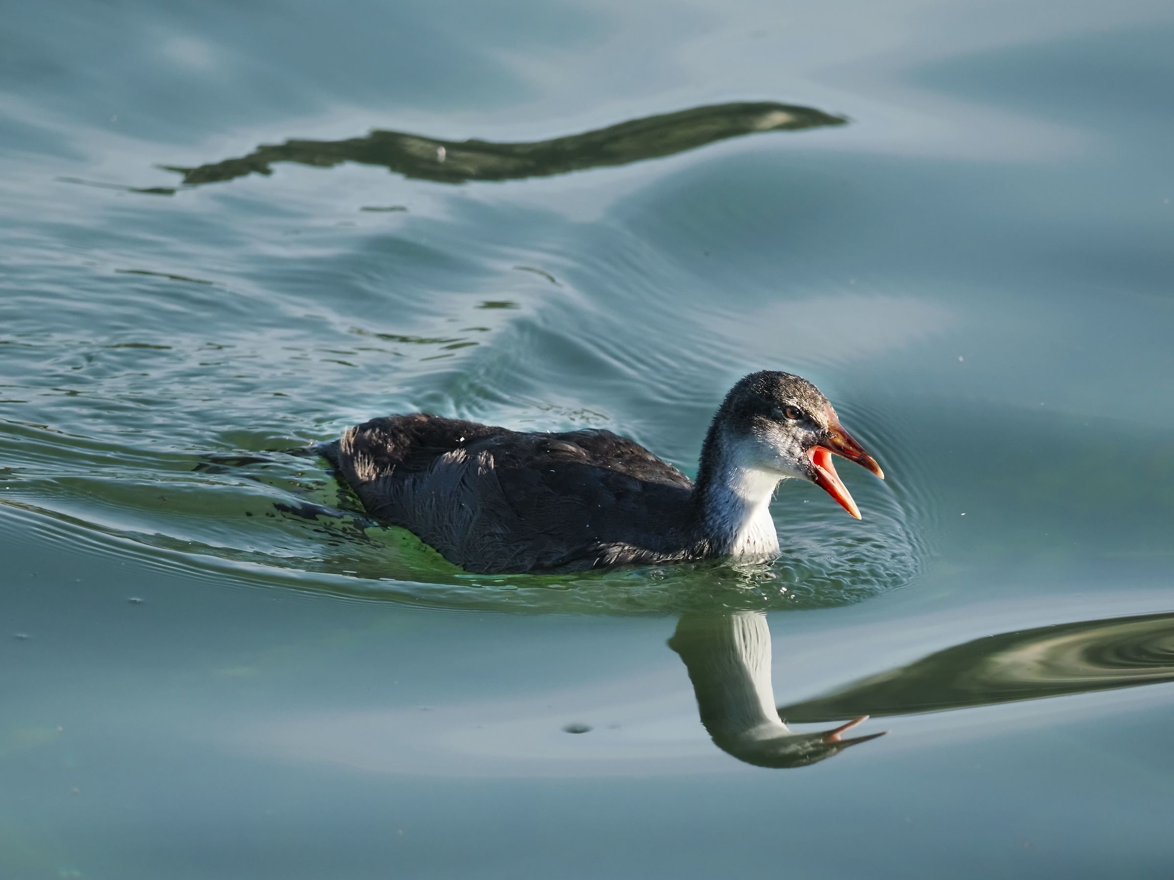 The young coot