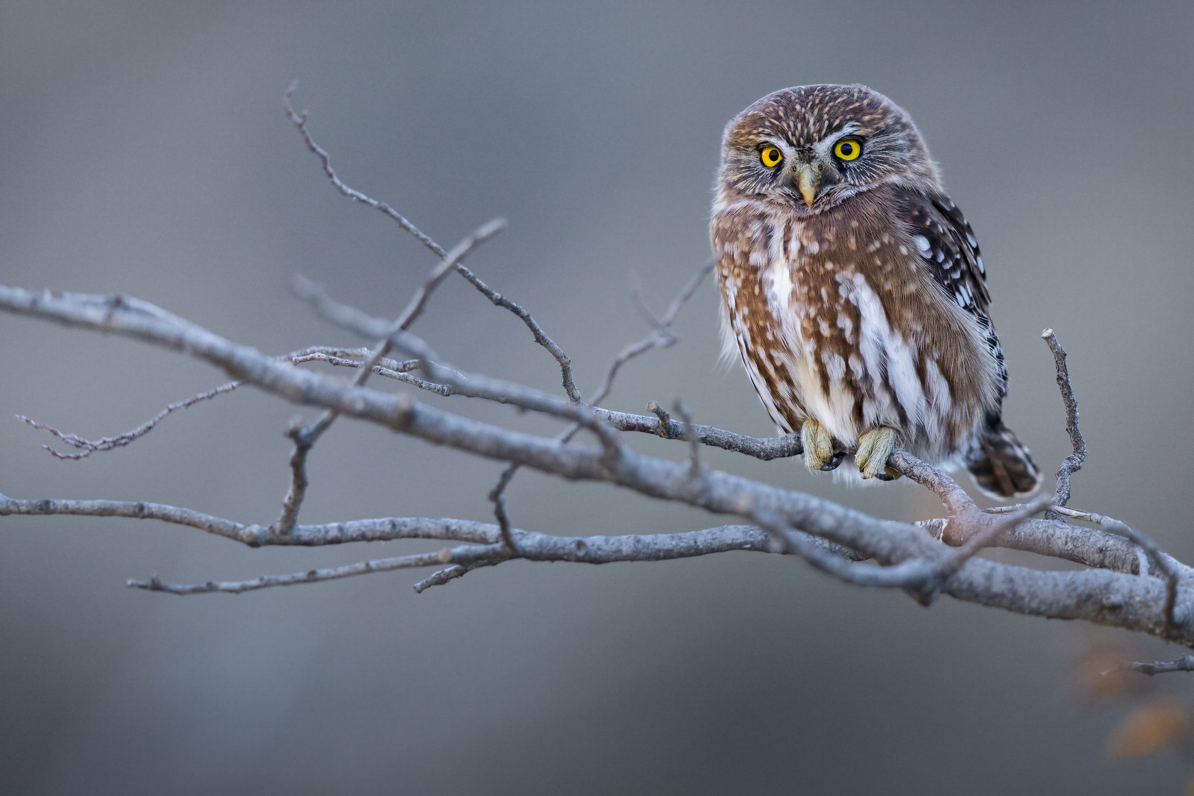 Southern pygmy owl