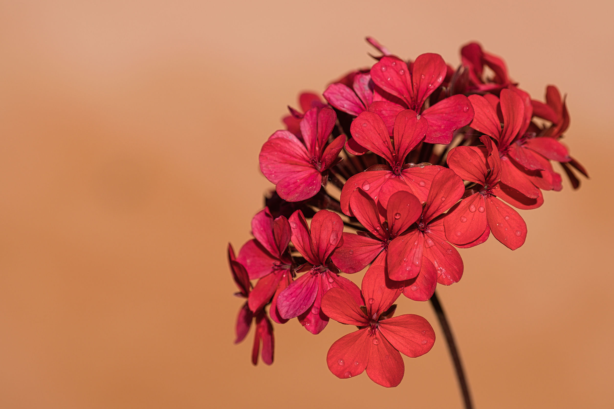Geranium!