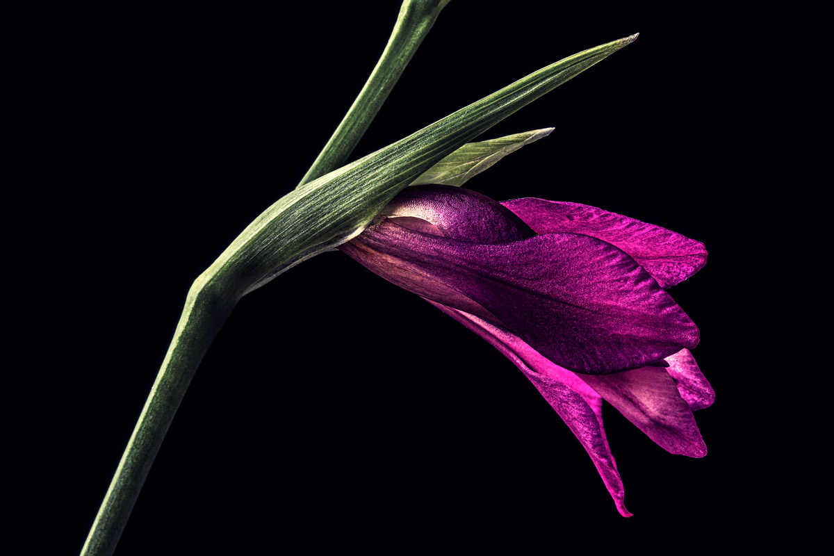 Fiore
