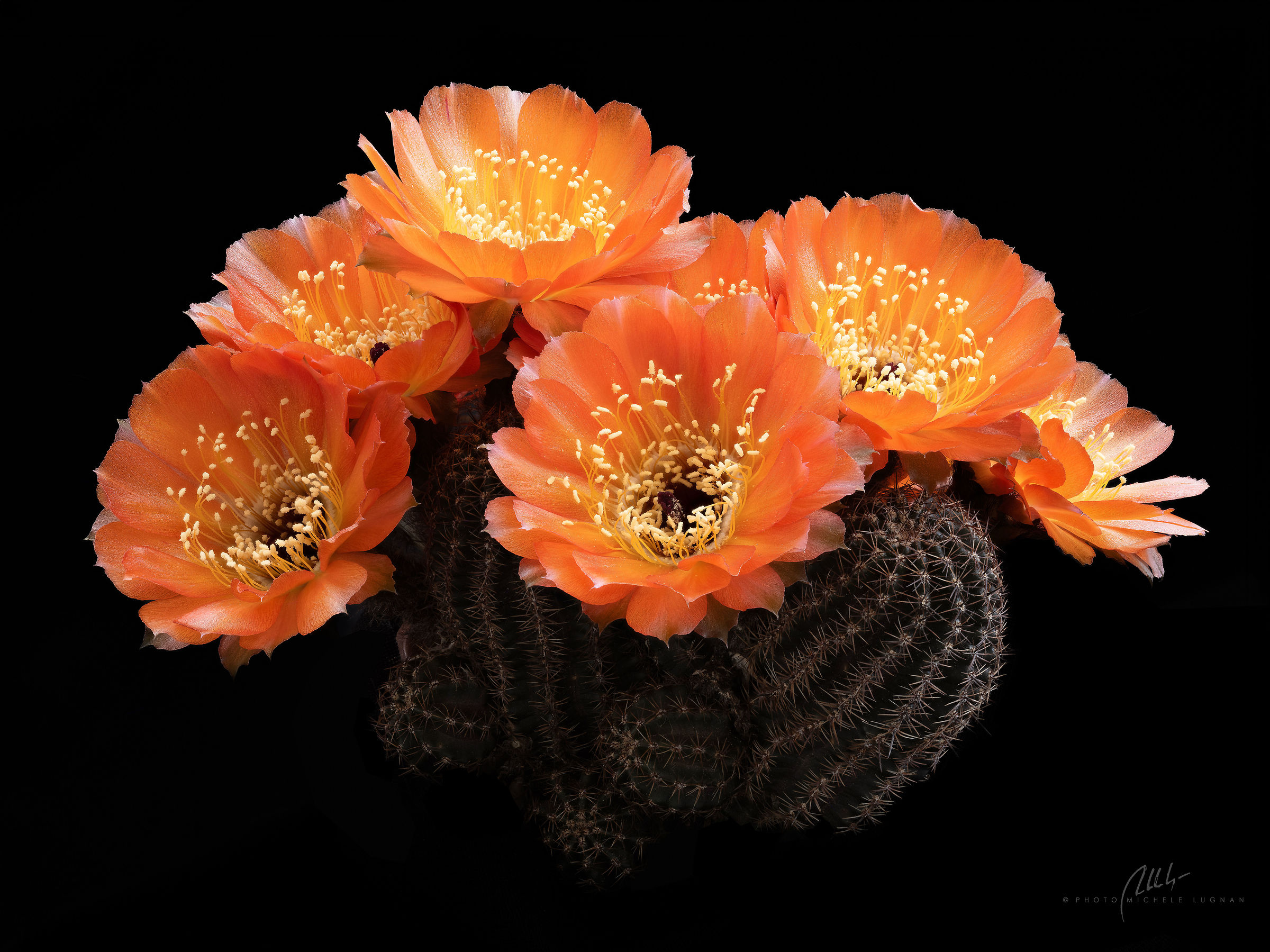 Echinopsis amblayensis