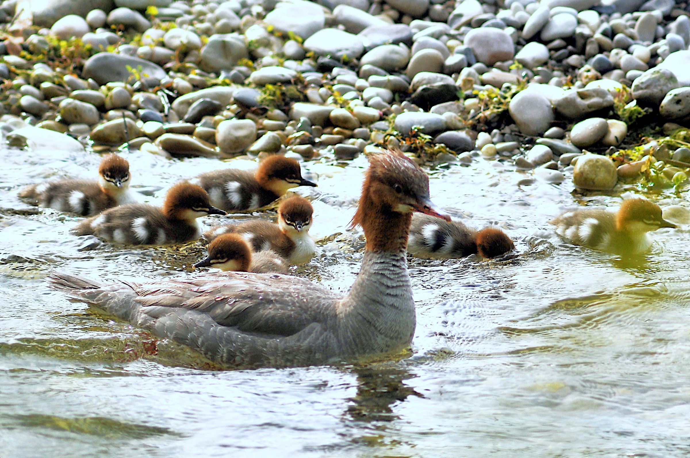 Greater Merganser (f) with young