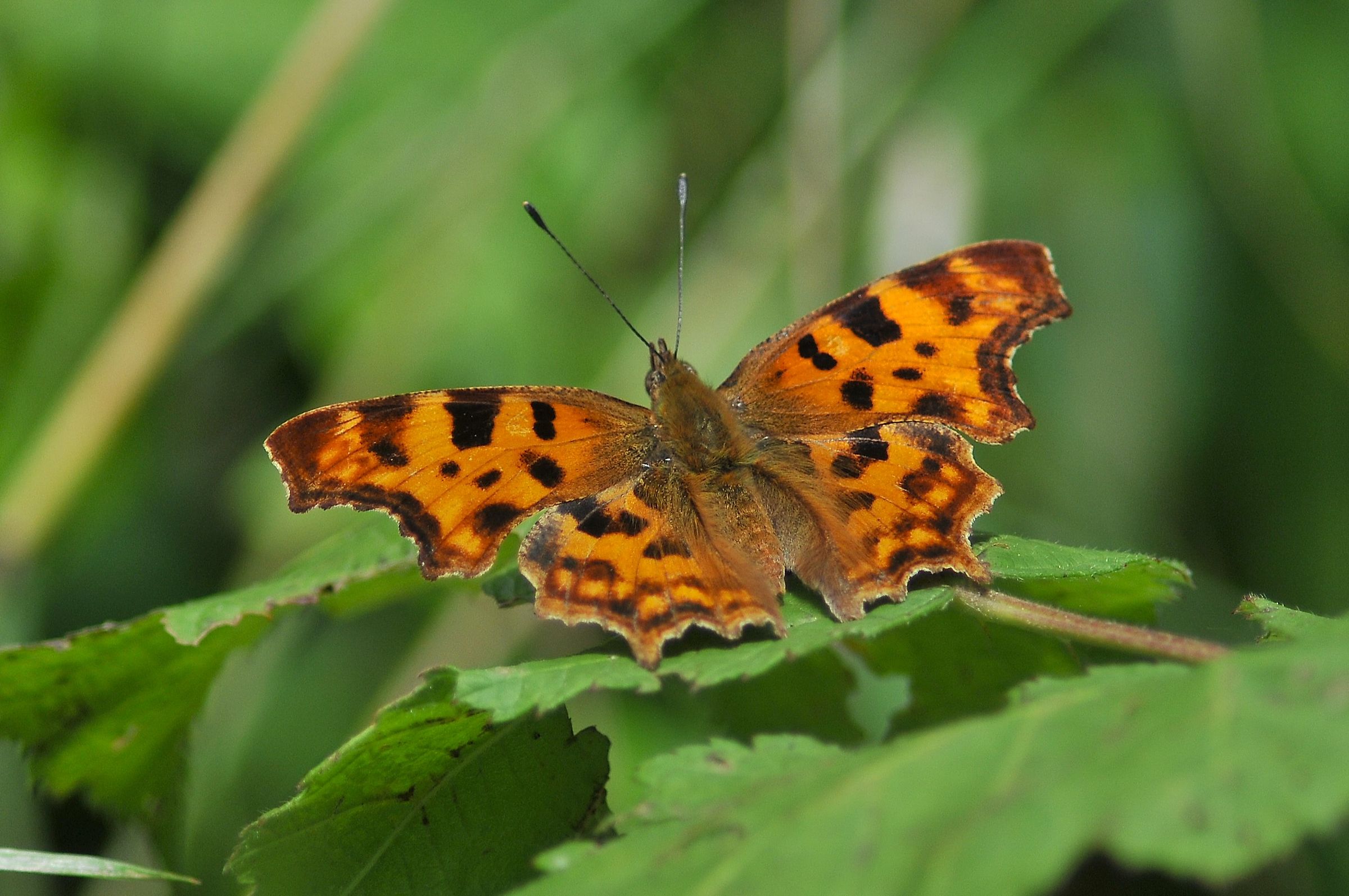 Polygonia c-album