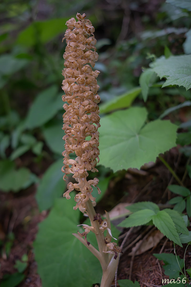 Orchidea Nido di Uccello