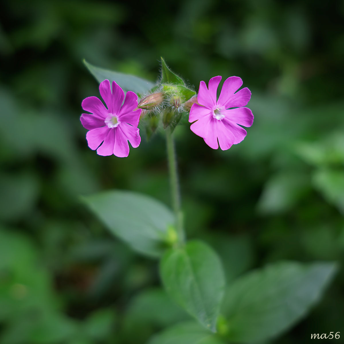 Silene dioica