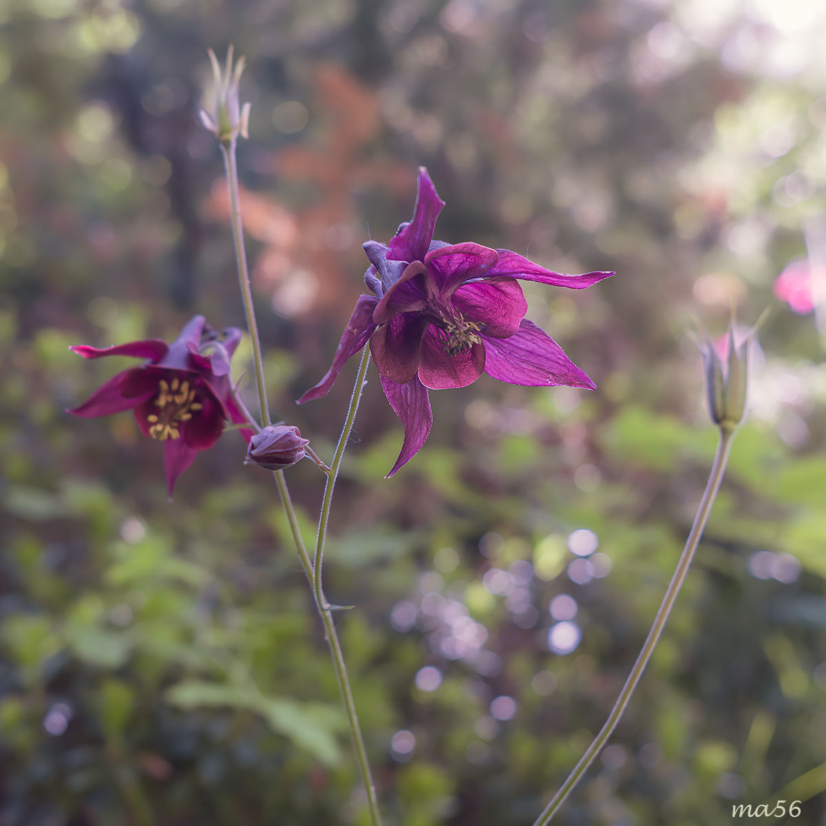Aquilegia scura