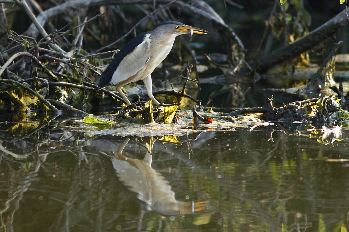La pesca del tarabusino