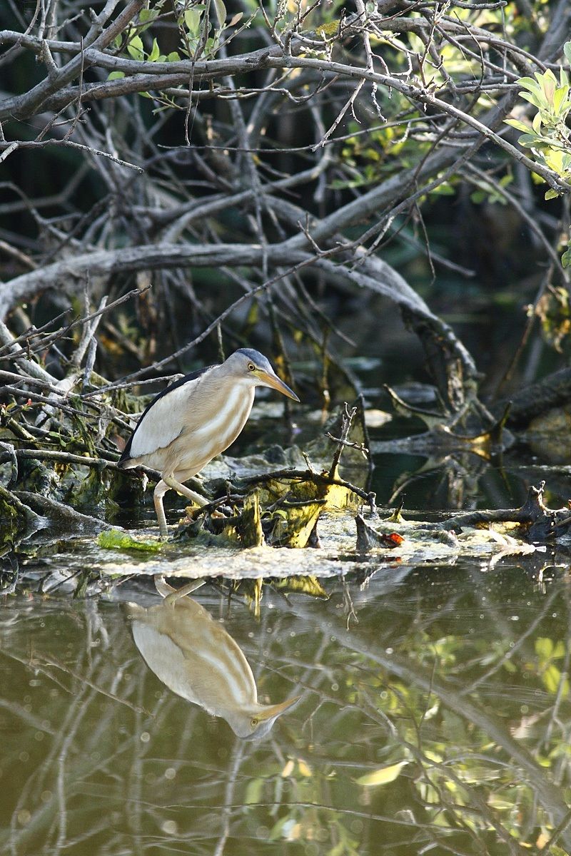 Tarabusino allo specchio
