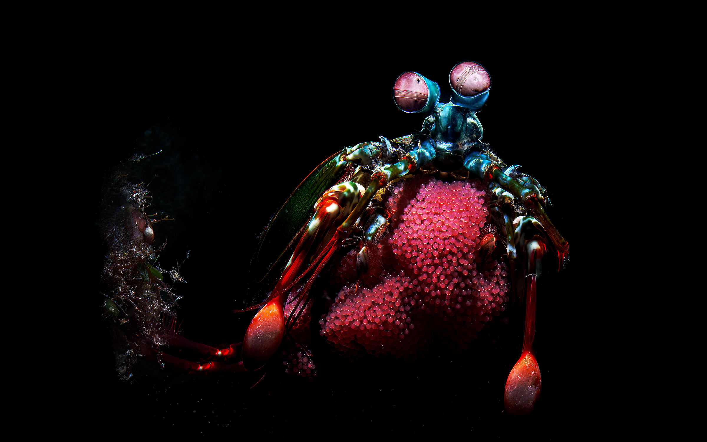 Odontodactylus scyllarus, squilla pavone