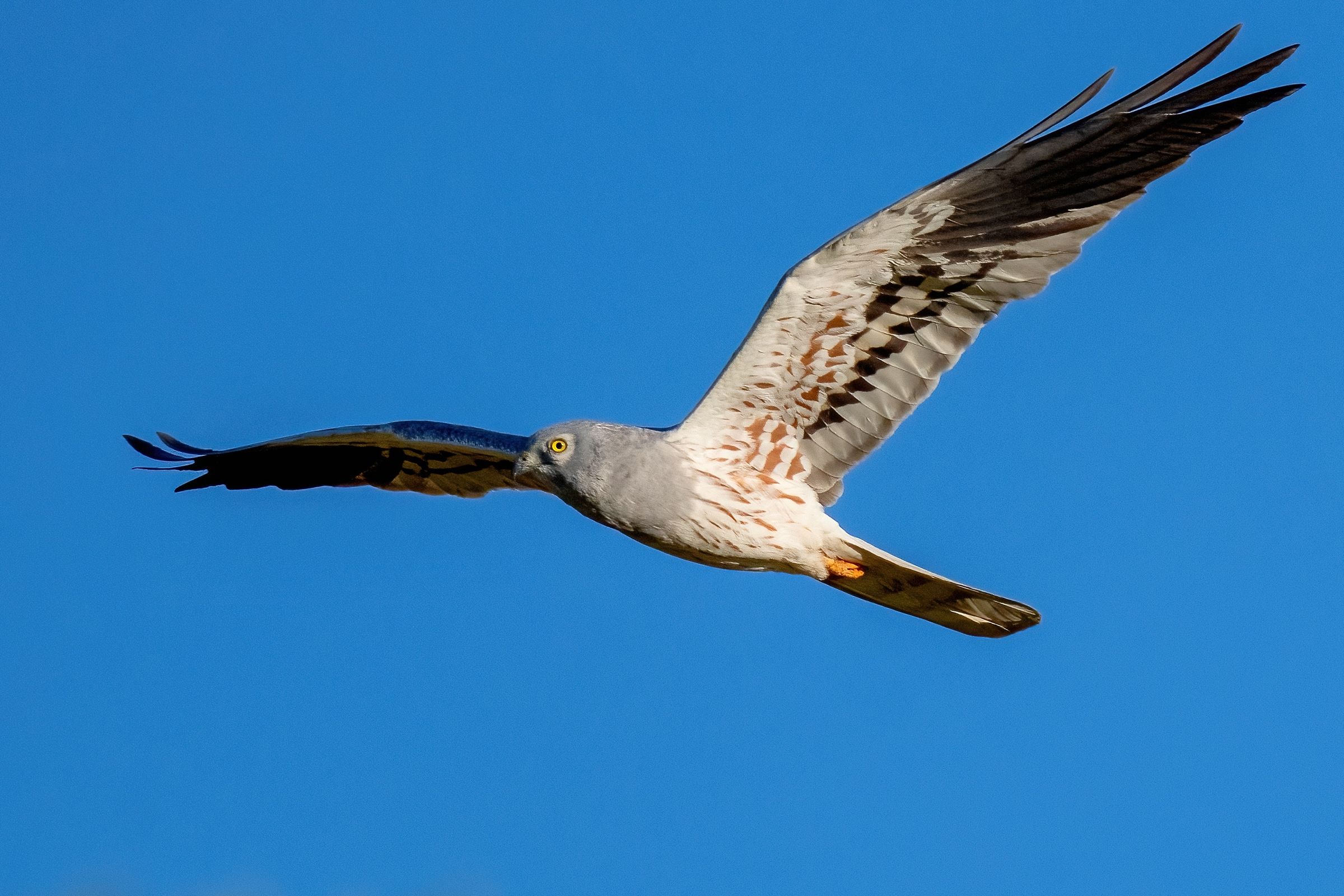 Montagu's Harrier (Circus pygargus) - male