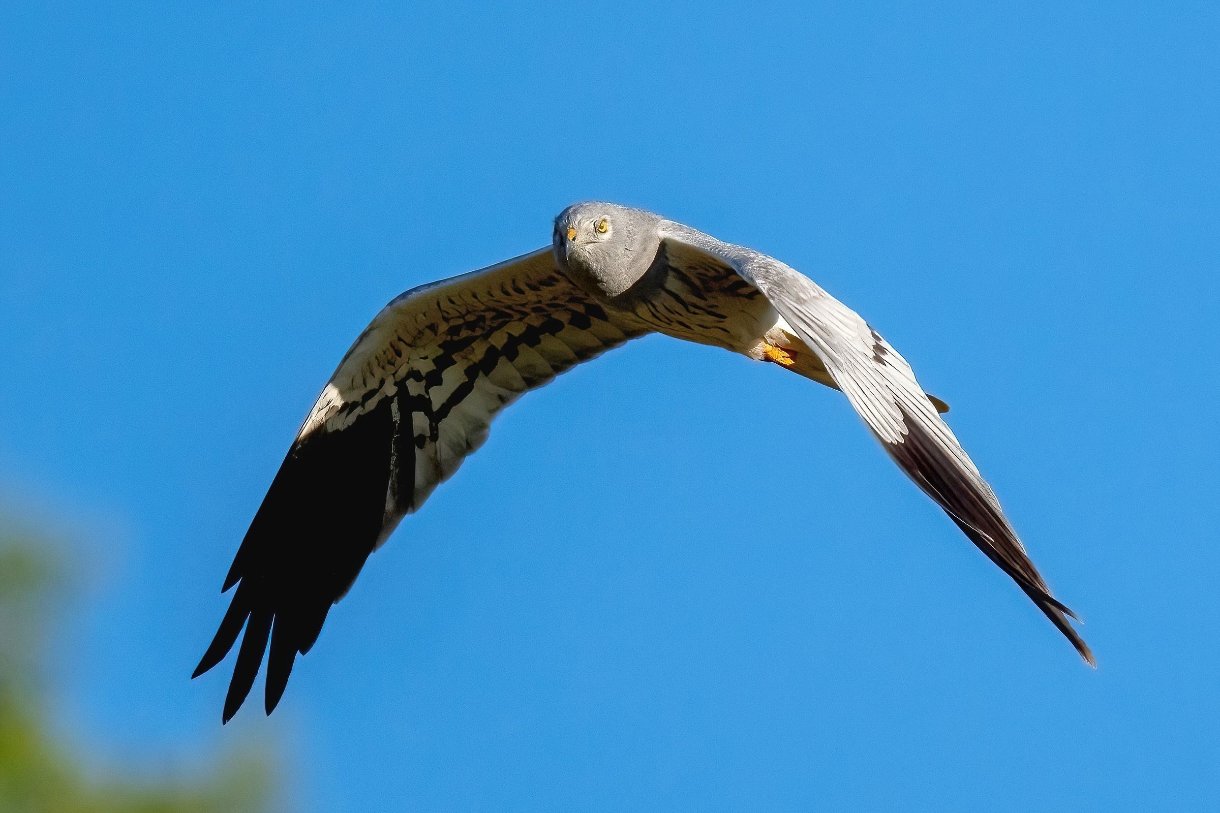 Montagu's Harrier (Circus pygargus) - male