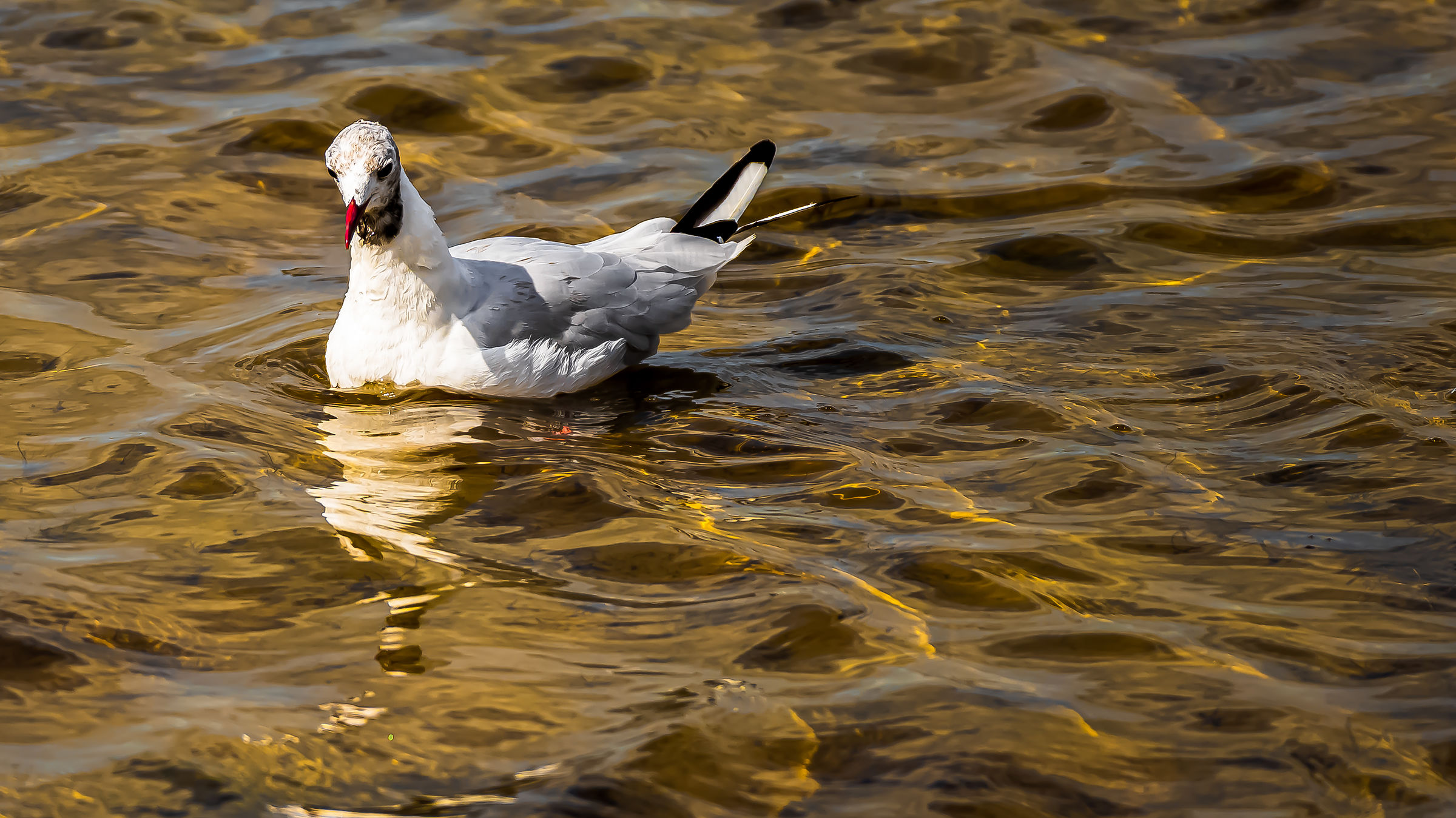 Seagull upon golden waters