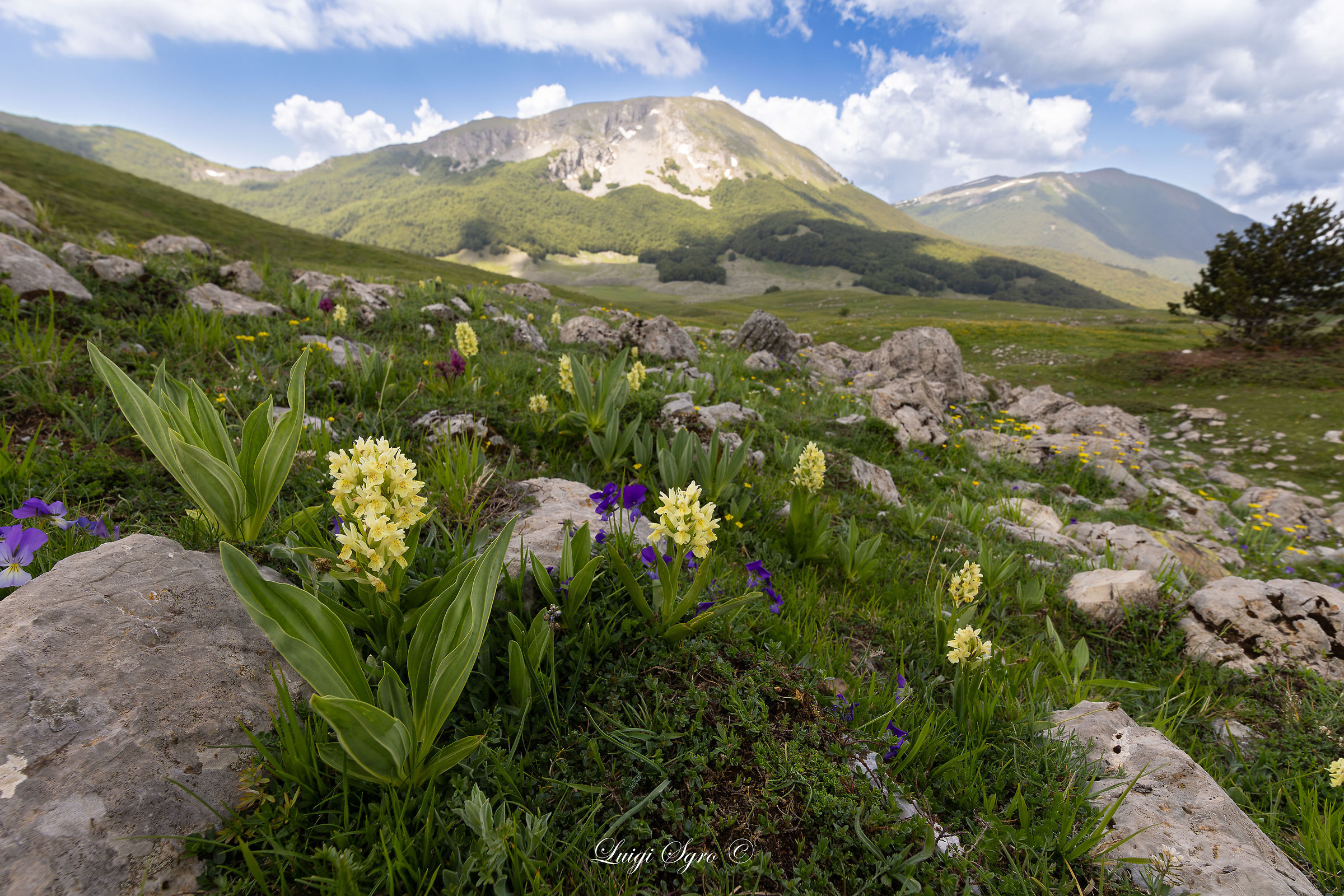 Le orchidee del Pollino
