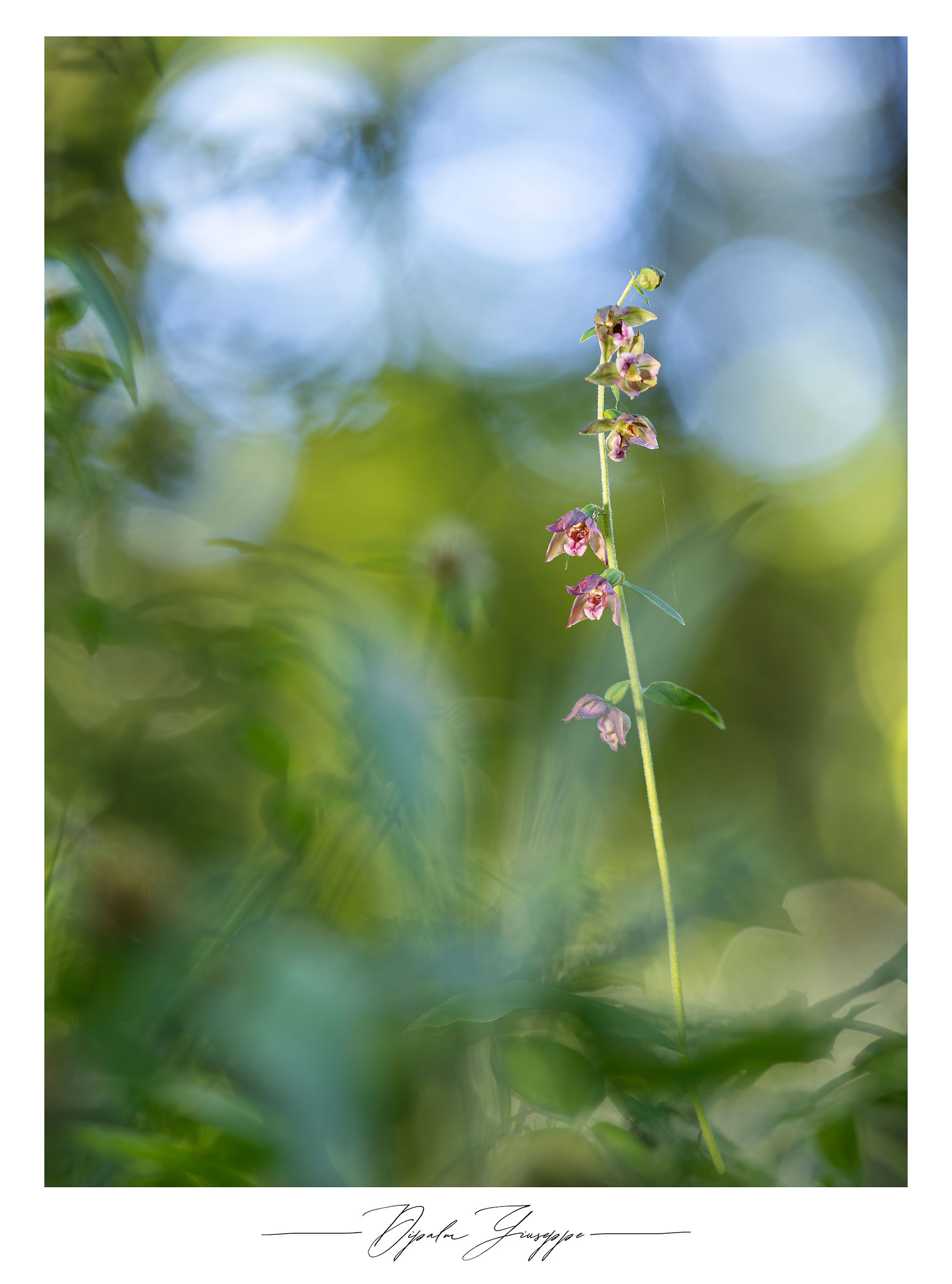 Epipactis helleborine