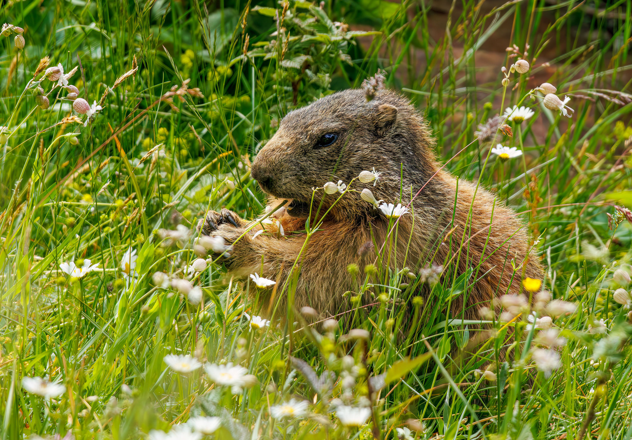 Marmotta