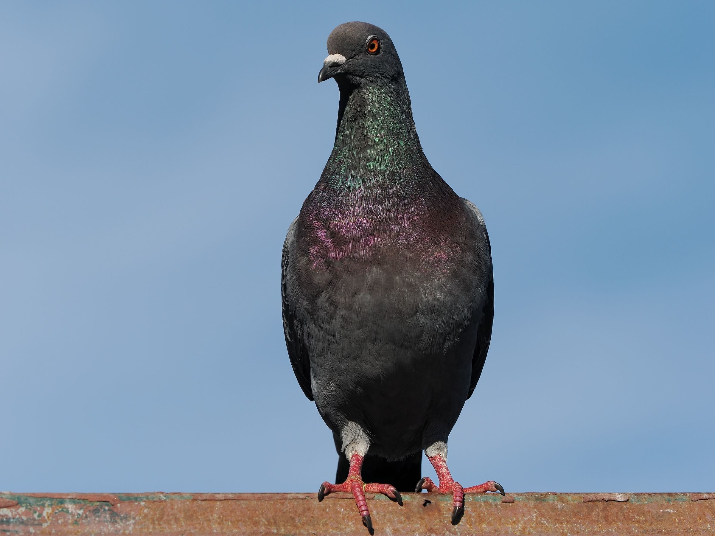Pigeon posing