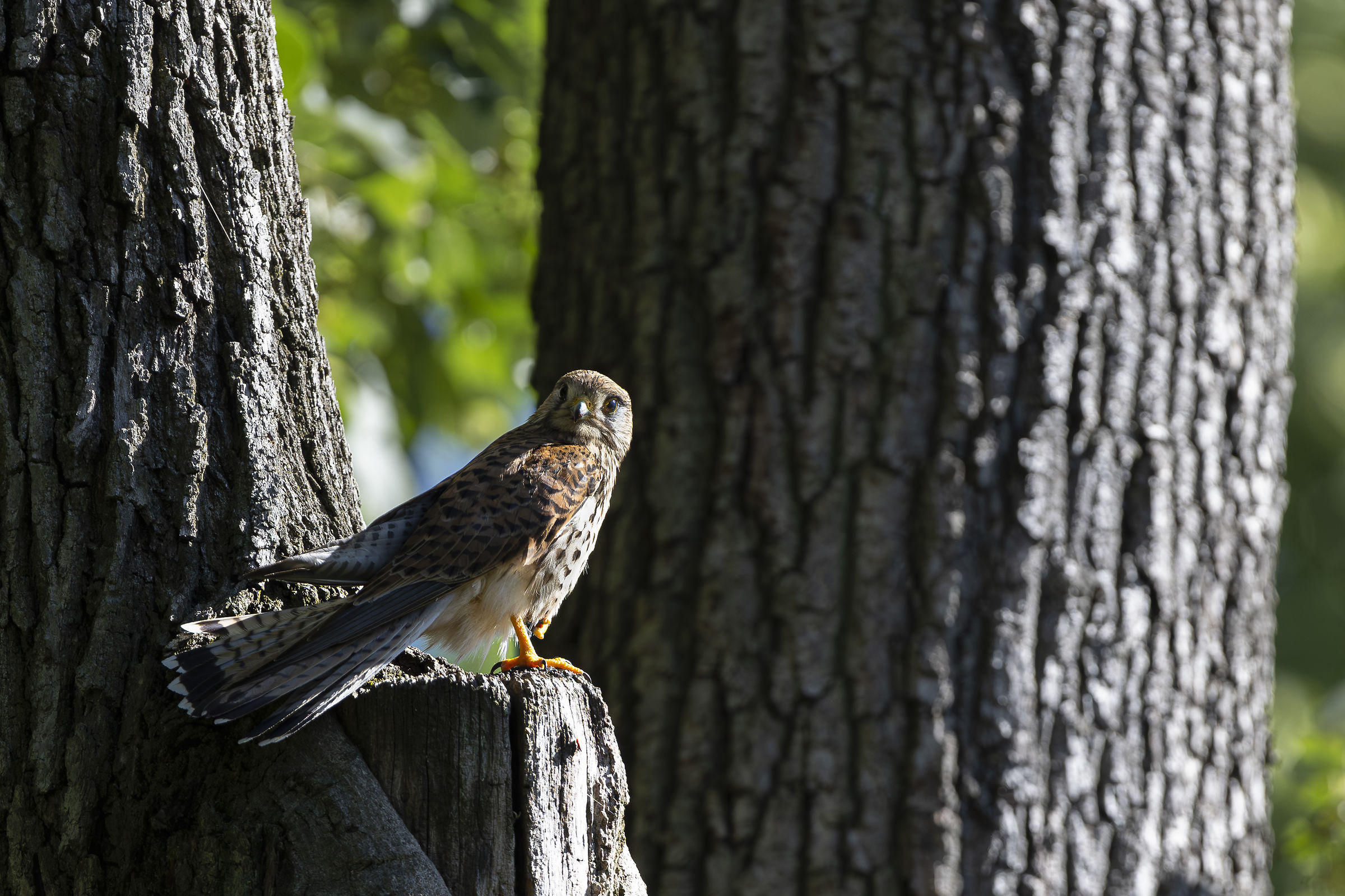 Kestrel Female