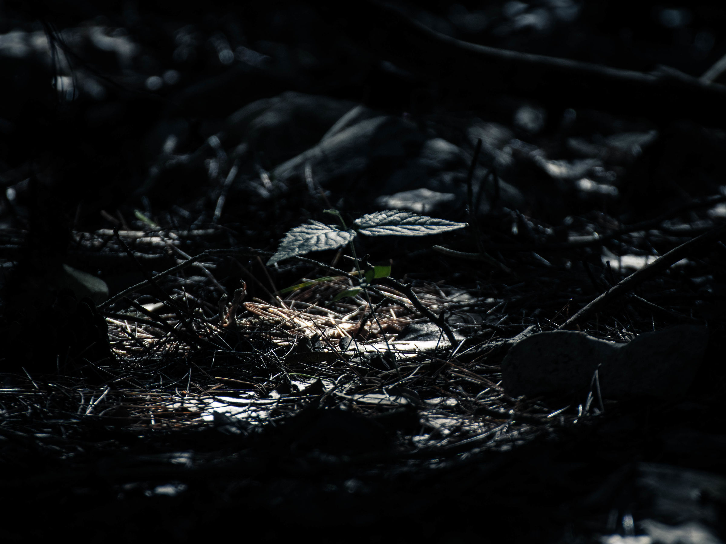 Luce nel sottobosco