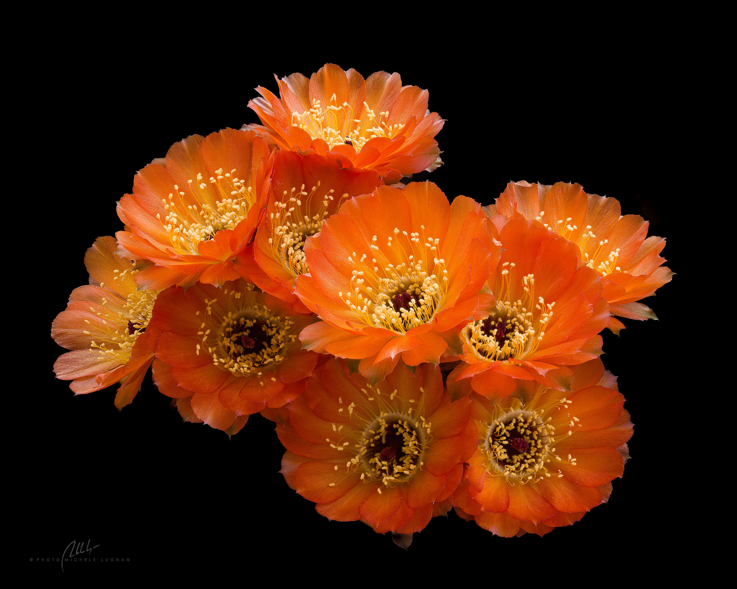 Echinopsis amblayensis