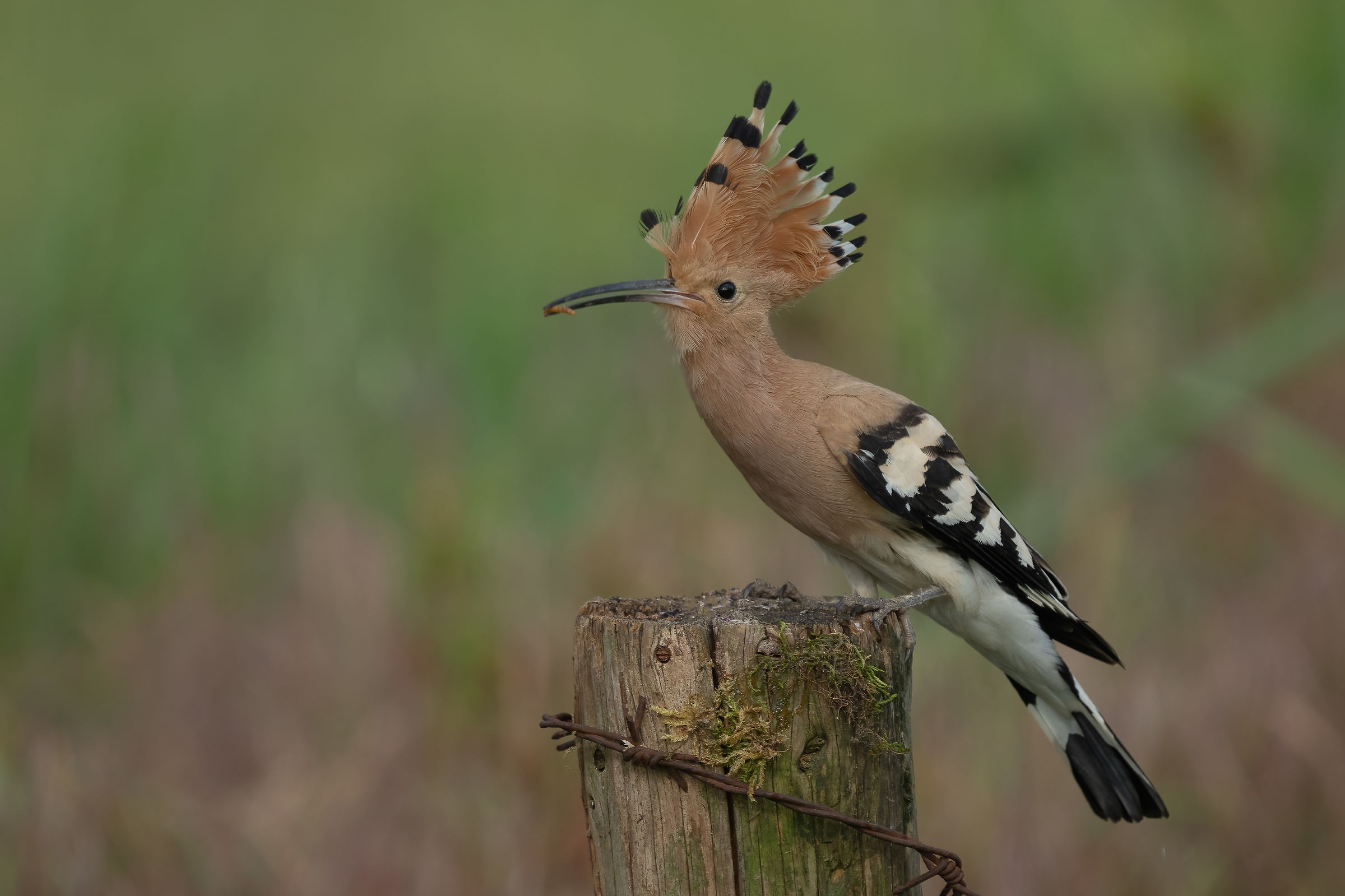 Hoopoe