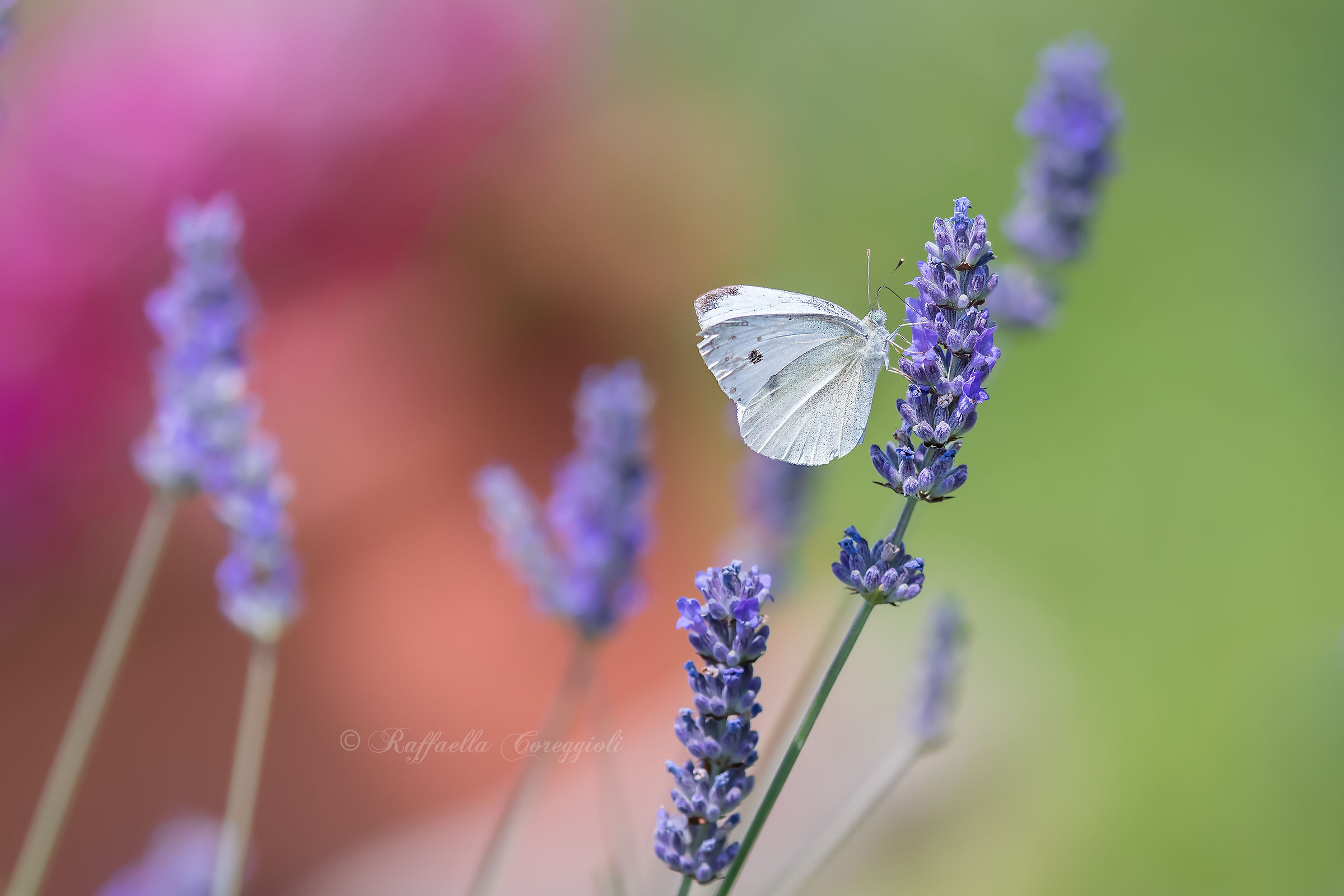 Pieris su Lavanda