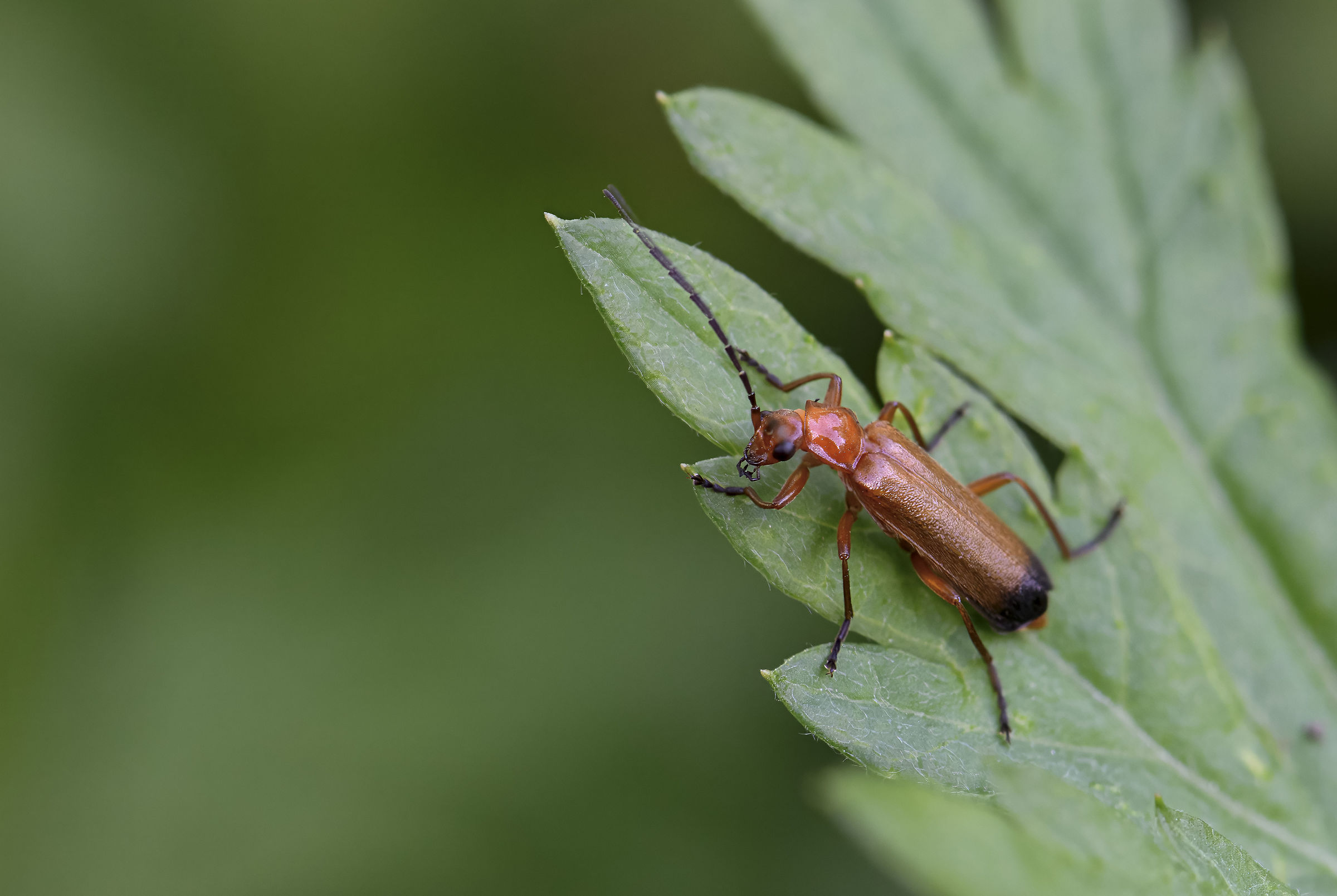 Rhagonycha fulva
