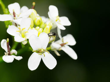 Coleoptera