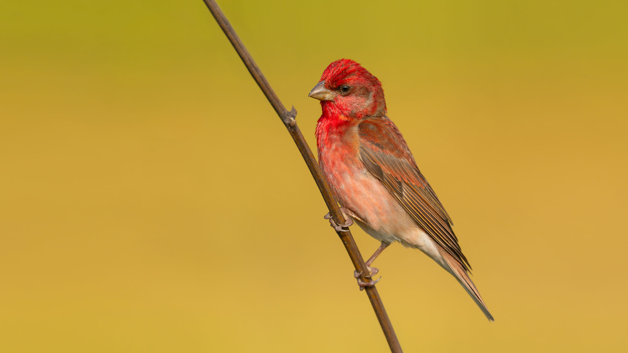 Common Rosefinch / Carpodacus erythrinus