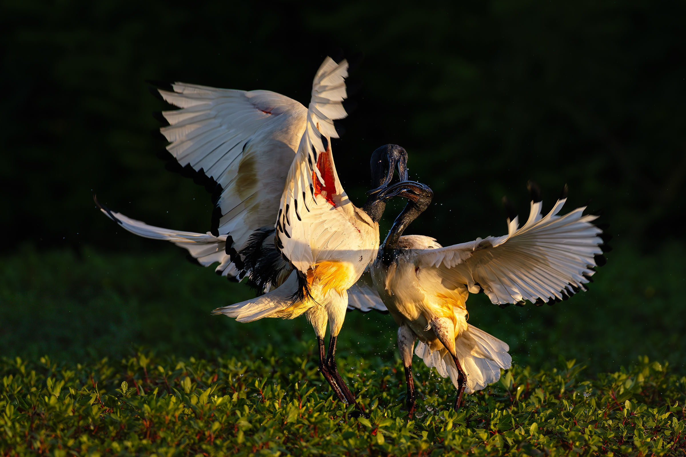 Litigi tra ibis all'alba