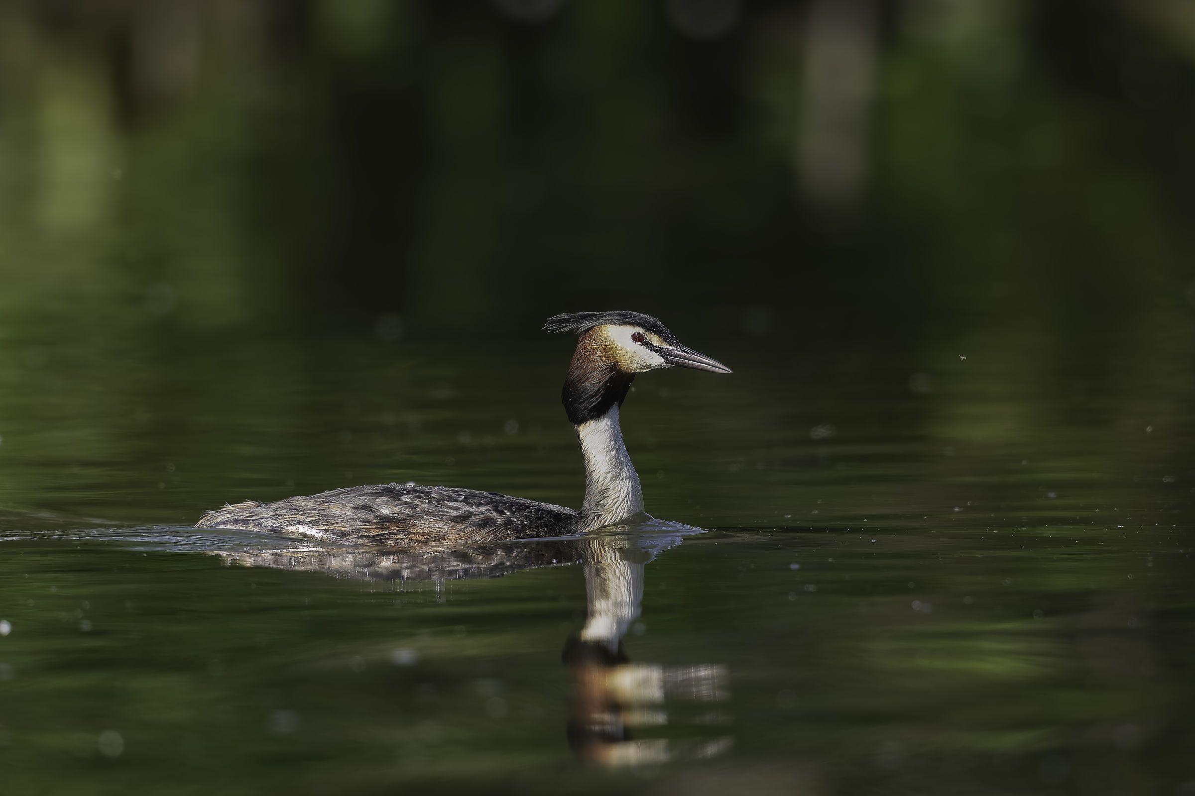 Great Crested Grebe (Podicesp cristatus)