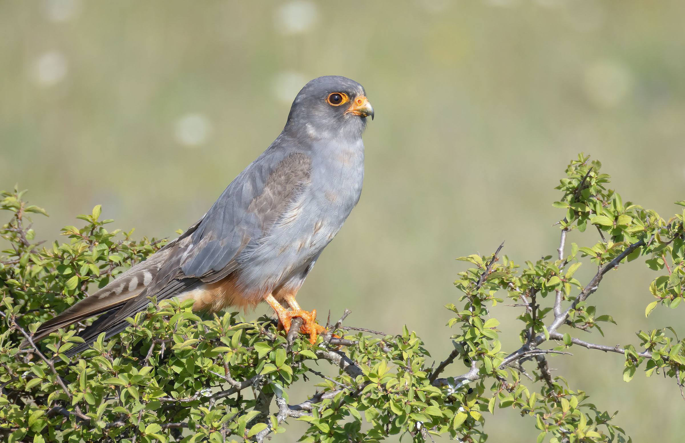 Falco cuculo maschio