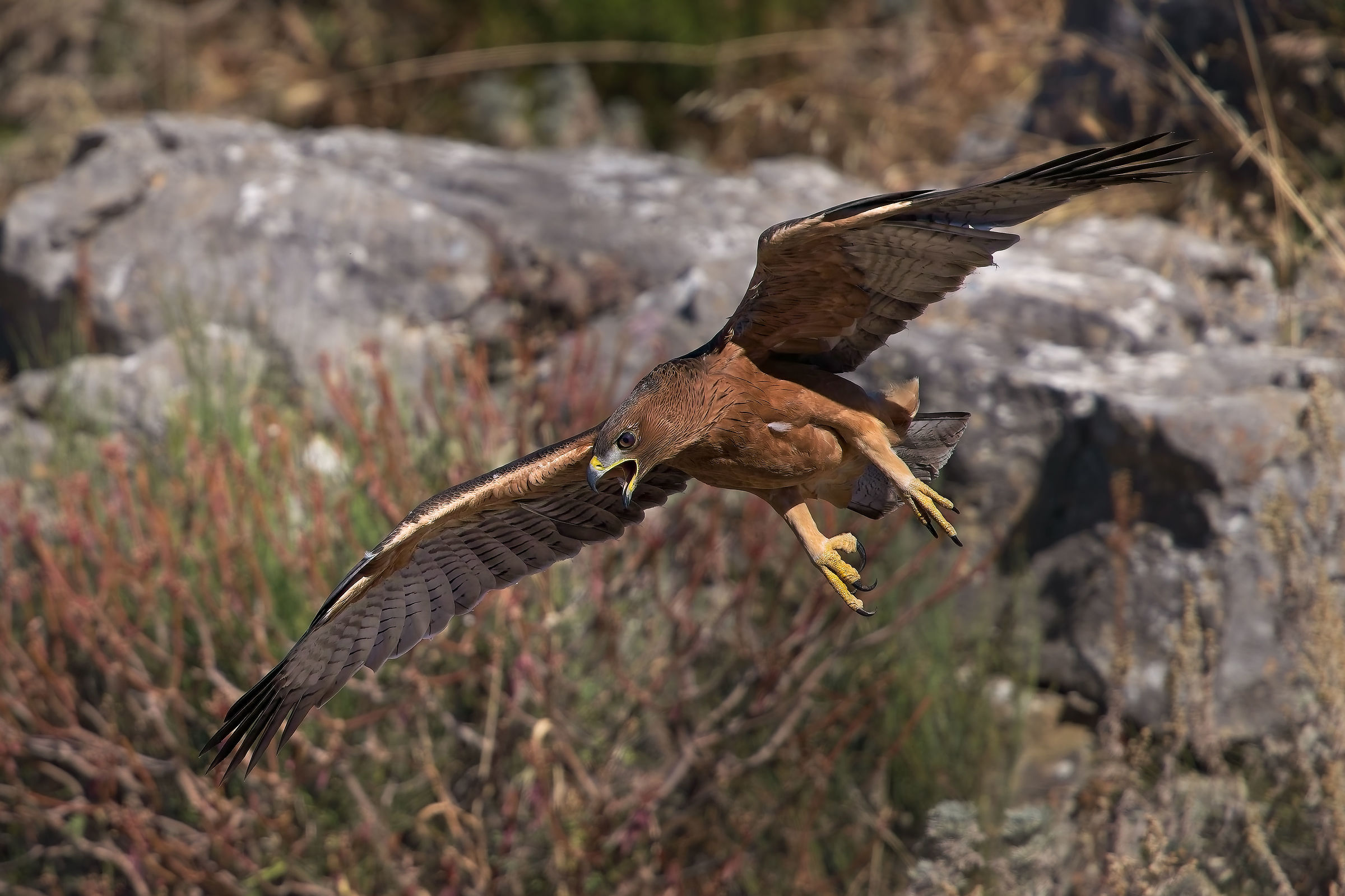 Young 2026 of Bonelli's eagle first hunting trials