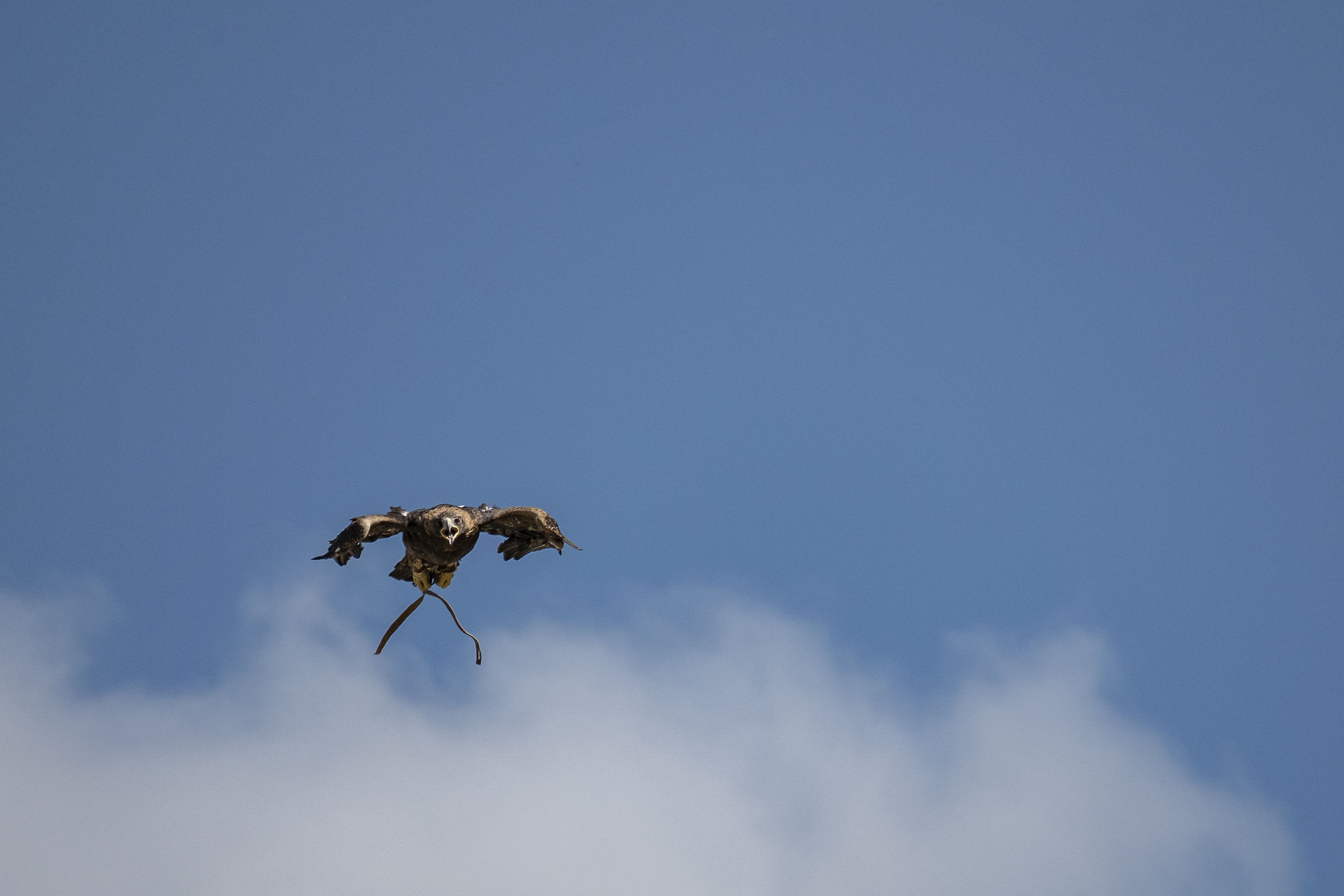 Eagle on the hunt