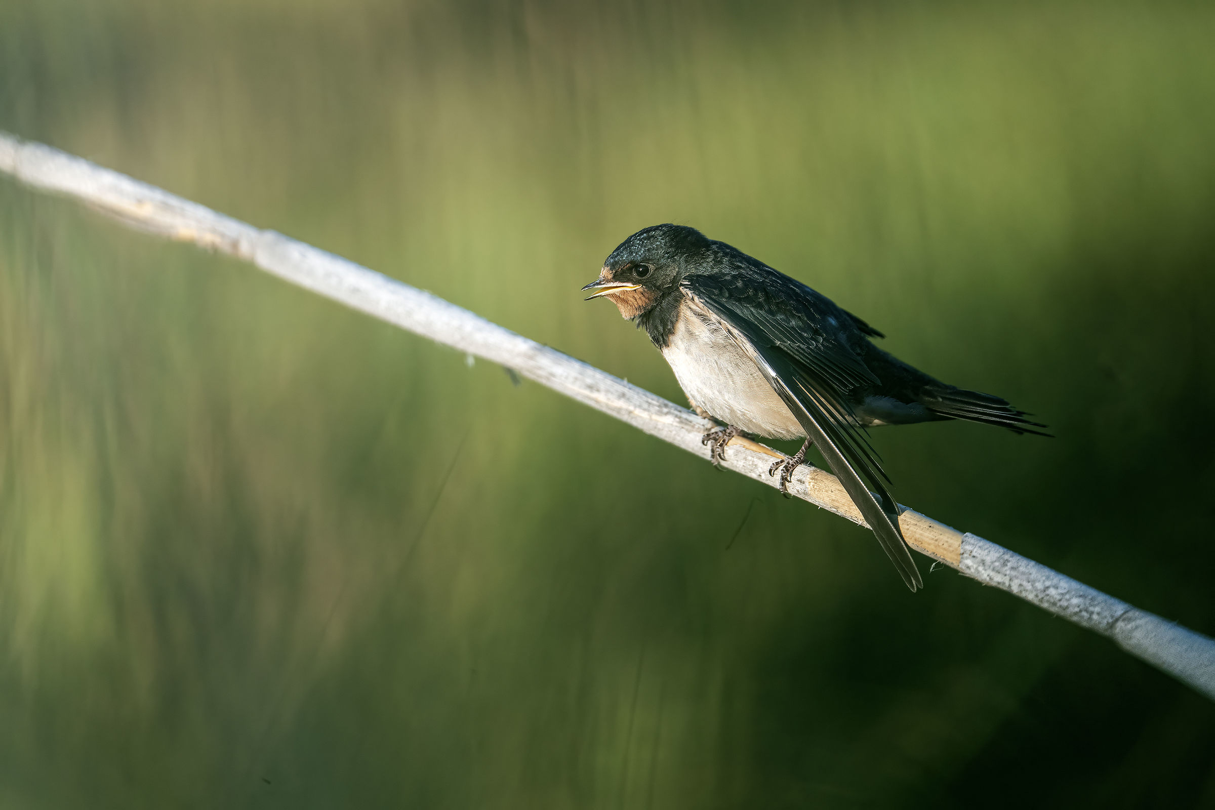 A swallow in summer