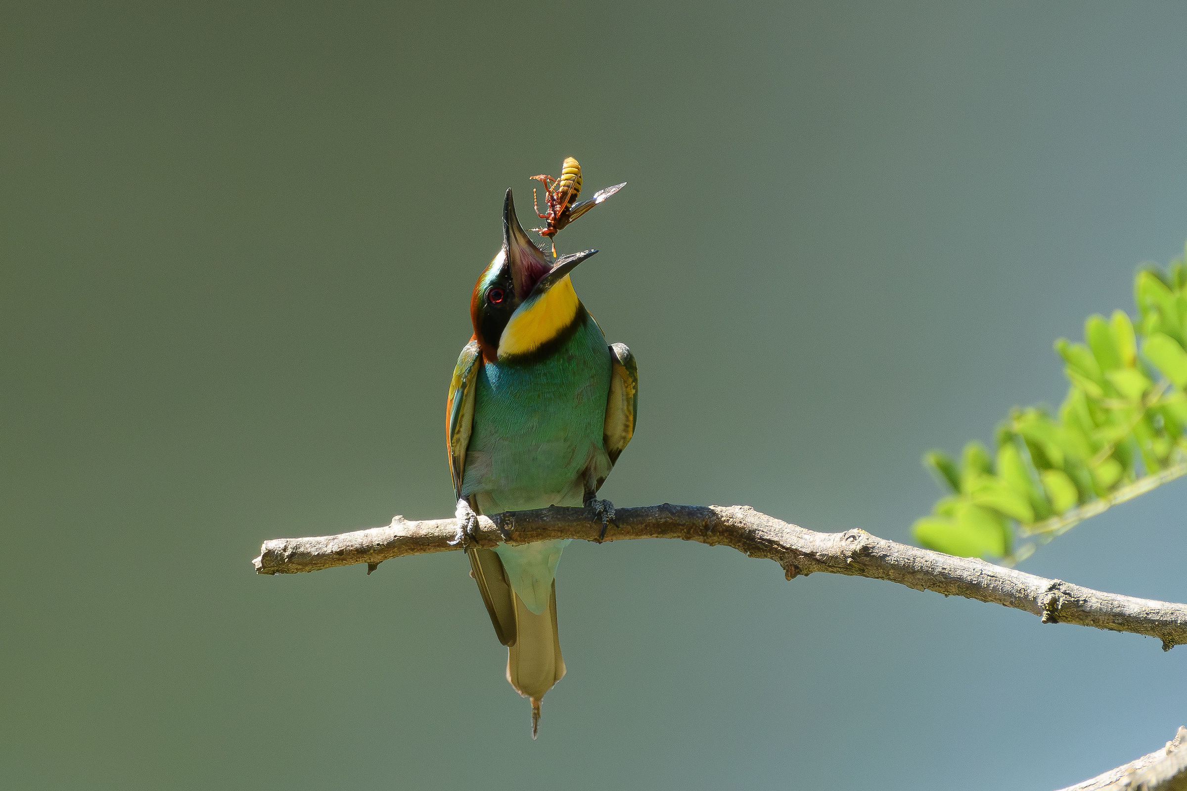 Bee Eater