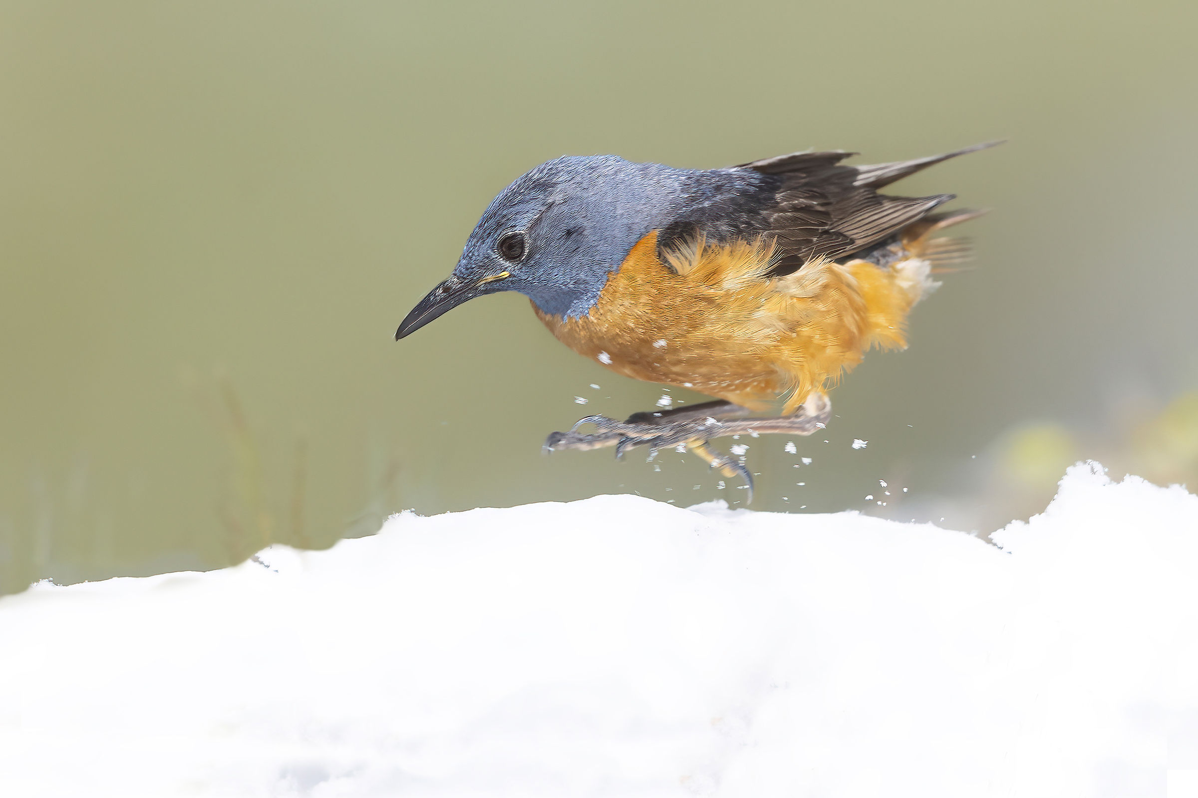 un salto nella neve, codirossone giugno 2026