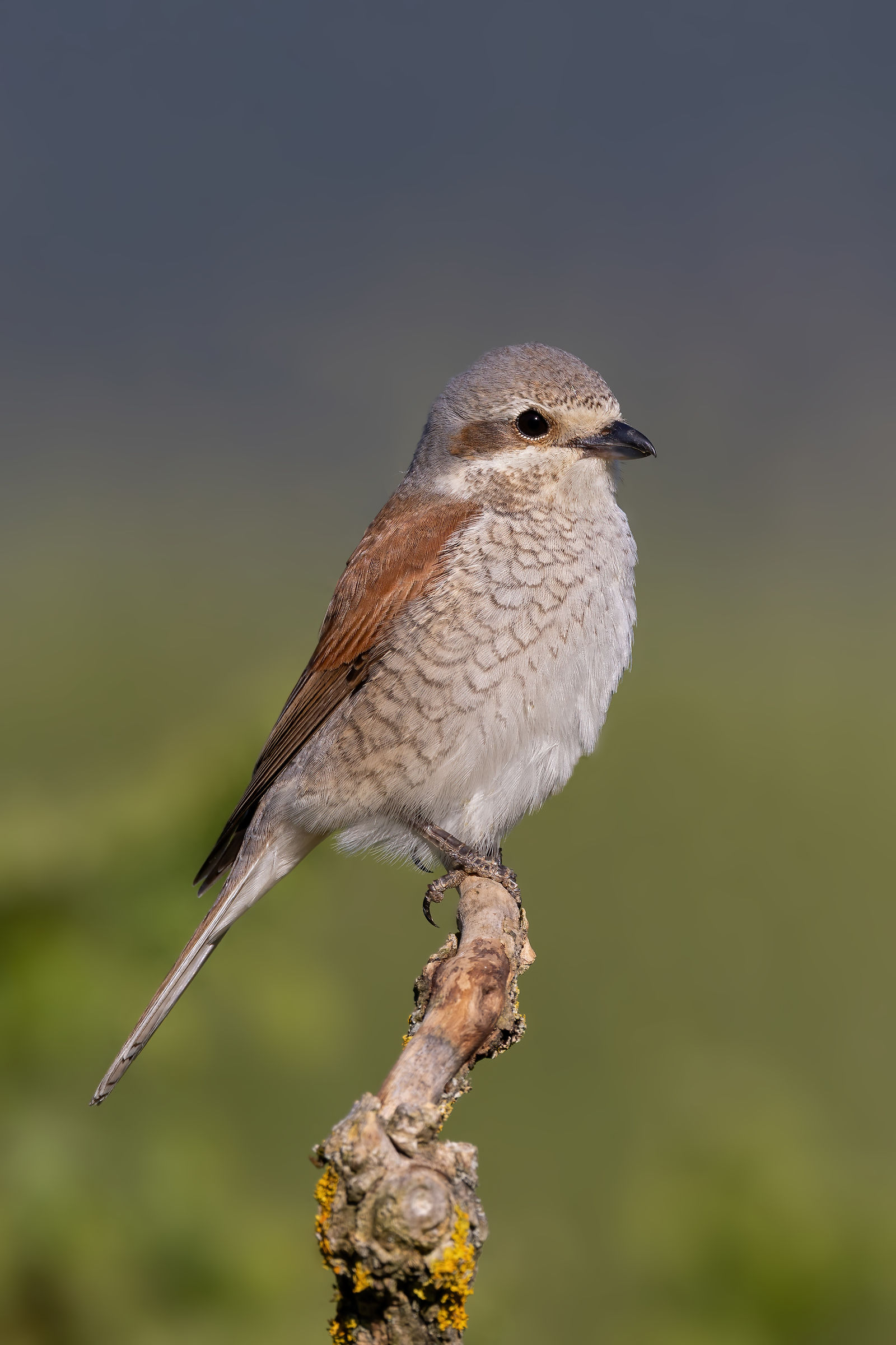 Averla piccola (f)