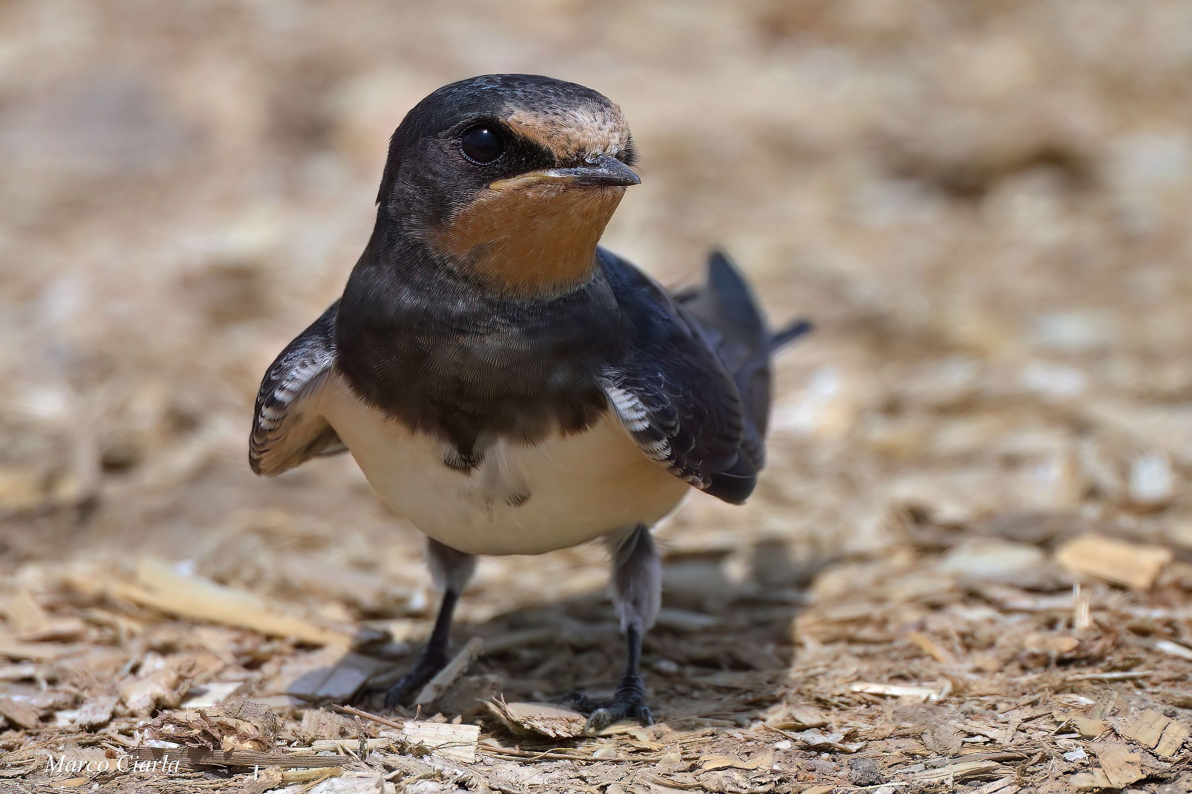 Common swallow (Hirundo rustica)