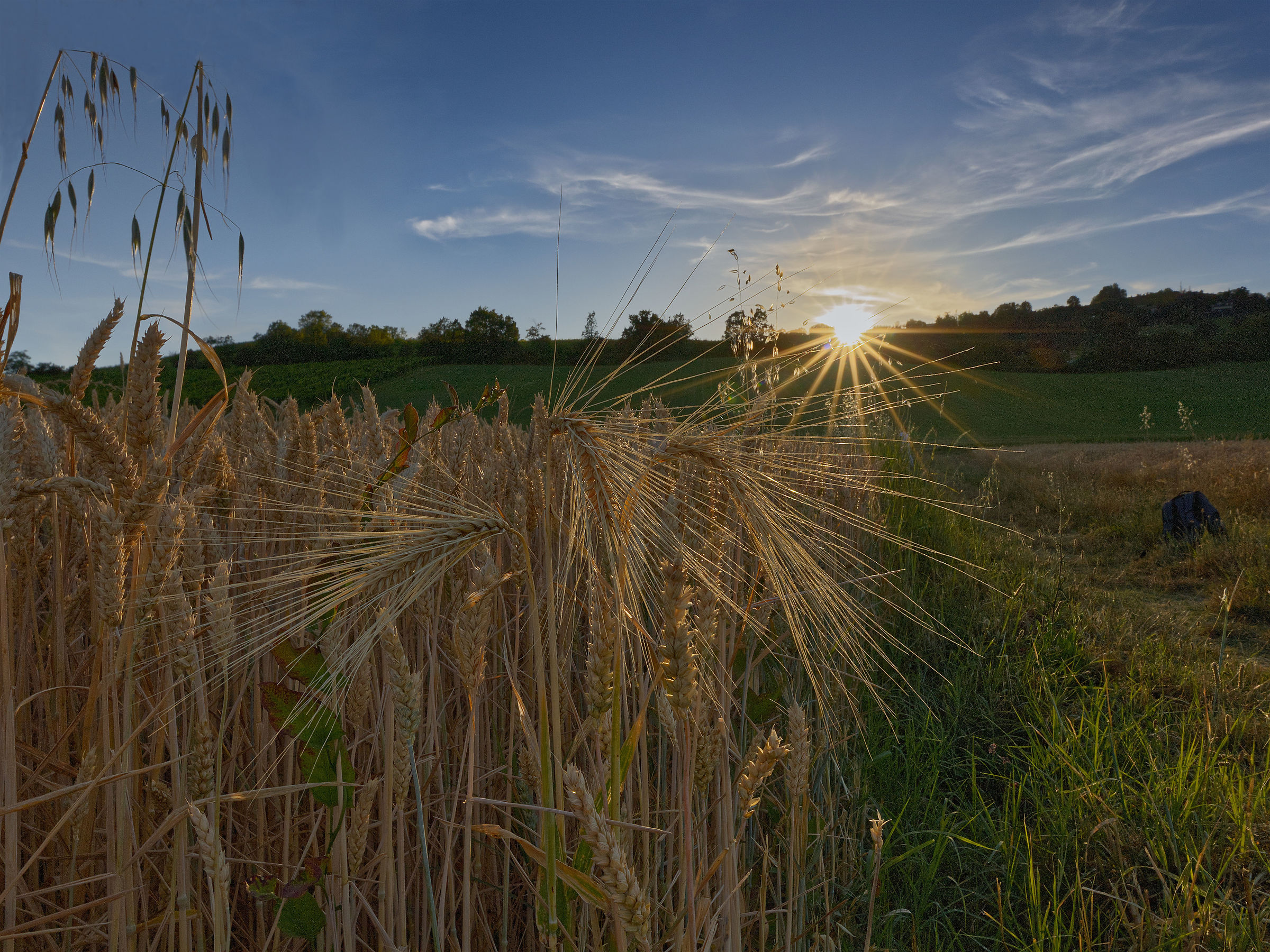Tramonto sul grano maturo