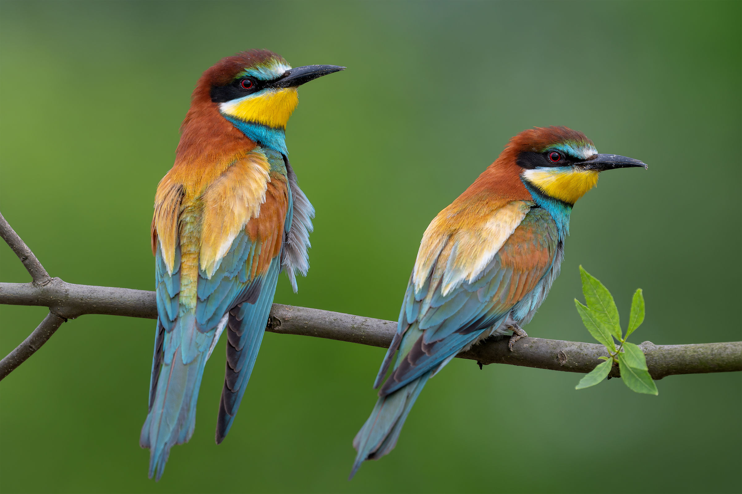 Merops apiaster