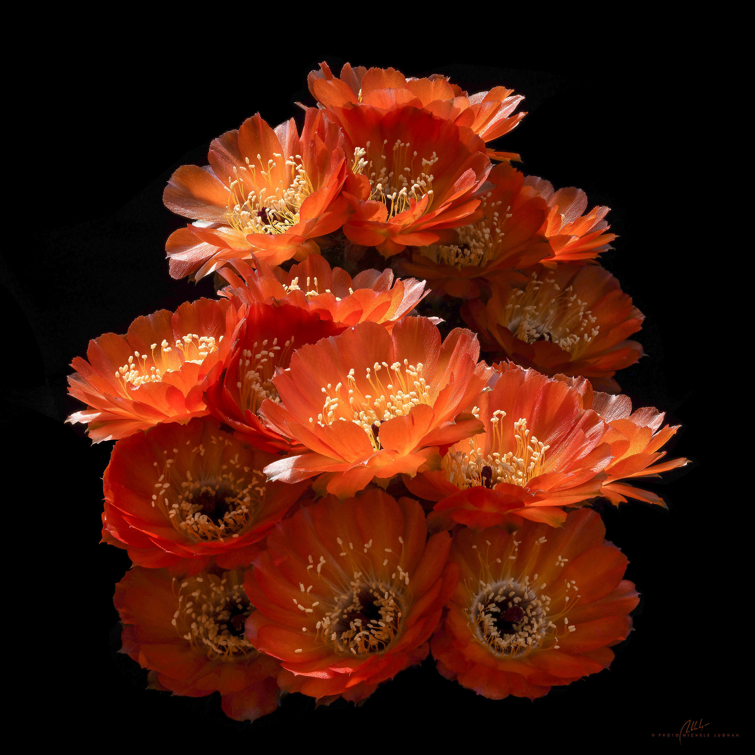Cactus in bloom