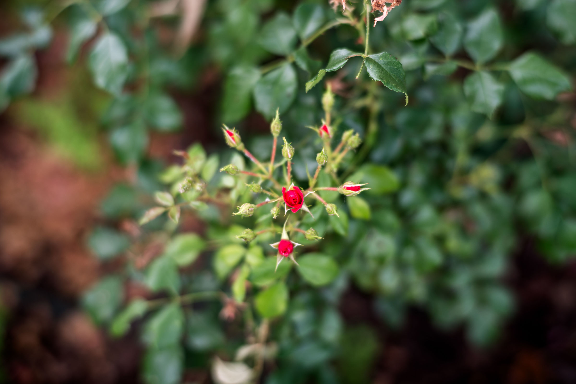 Roselline
