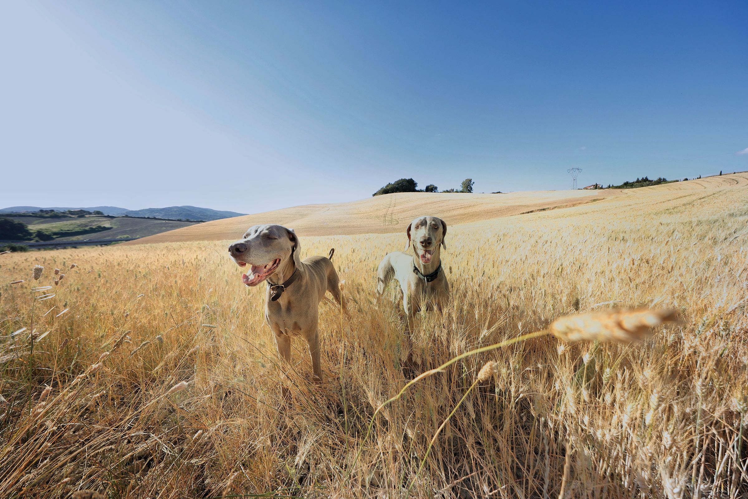 In giro tra Campi di grano