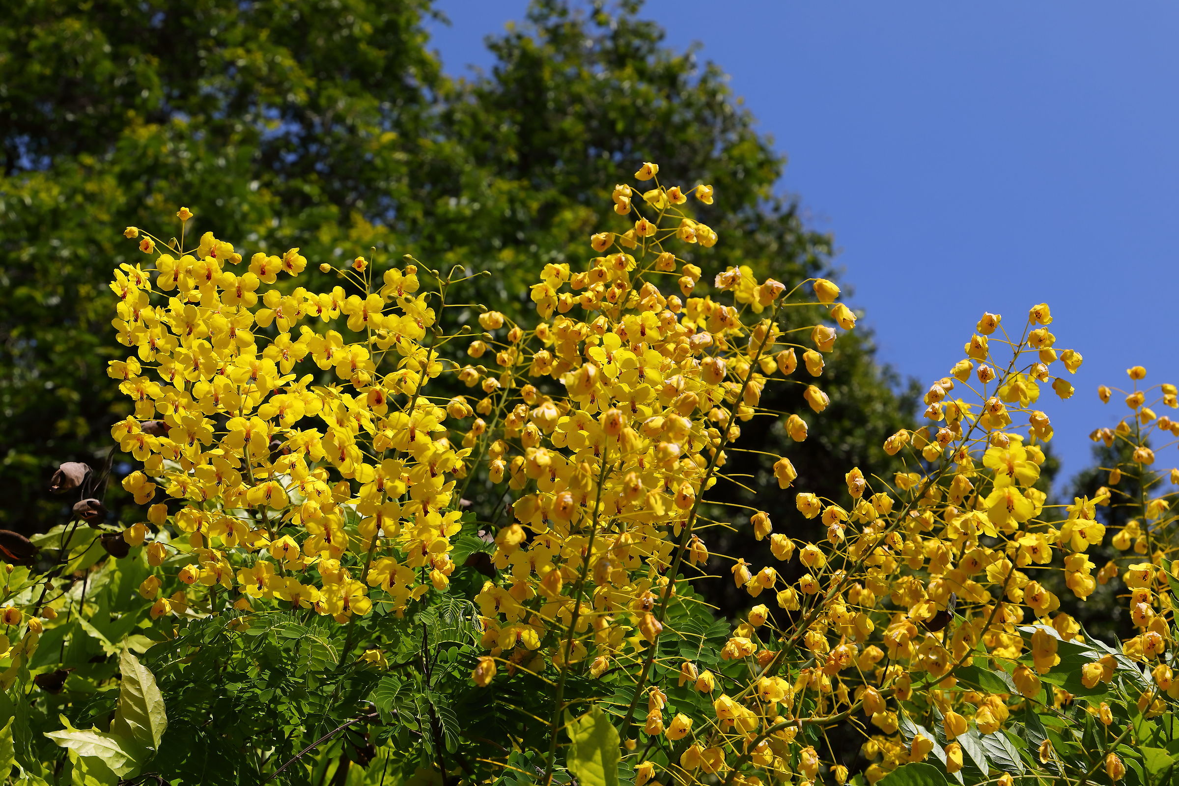 Senna spectabilis 20 aprile 2026