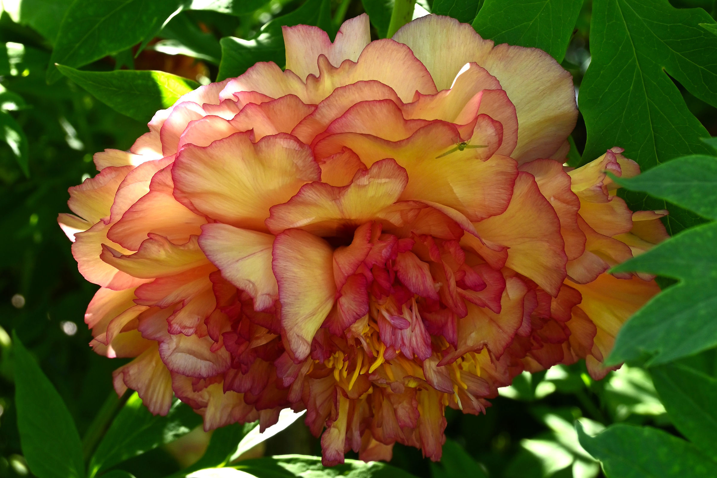 peonia