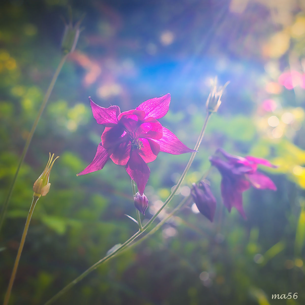 Aquilegia scura