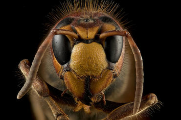 FocusStacking