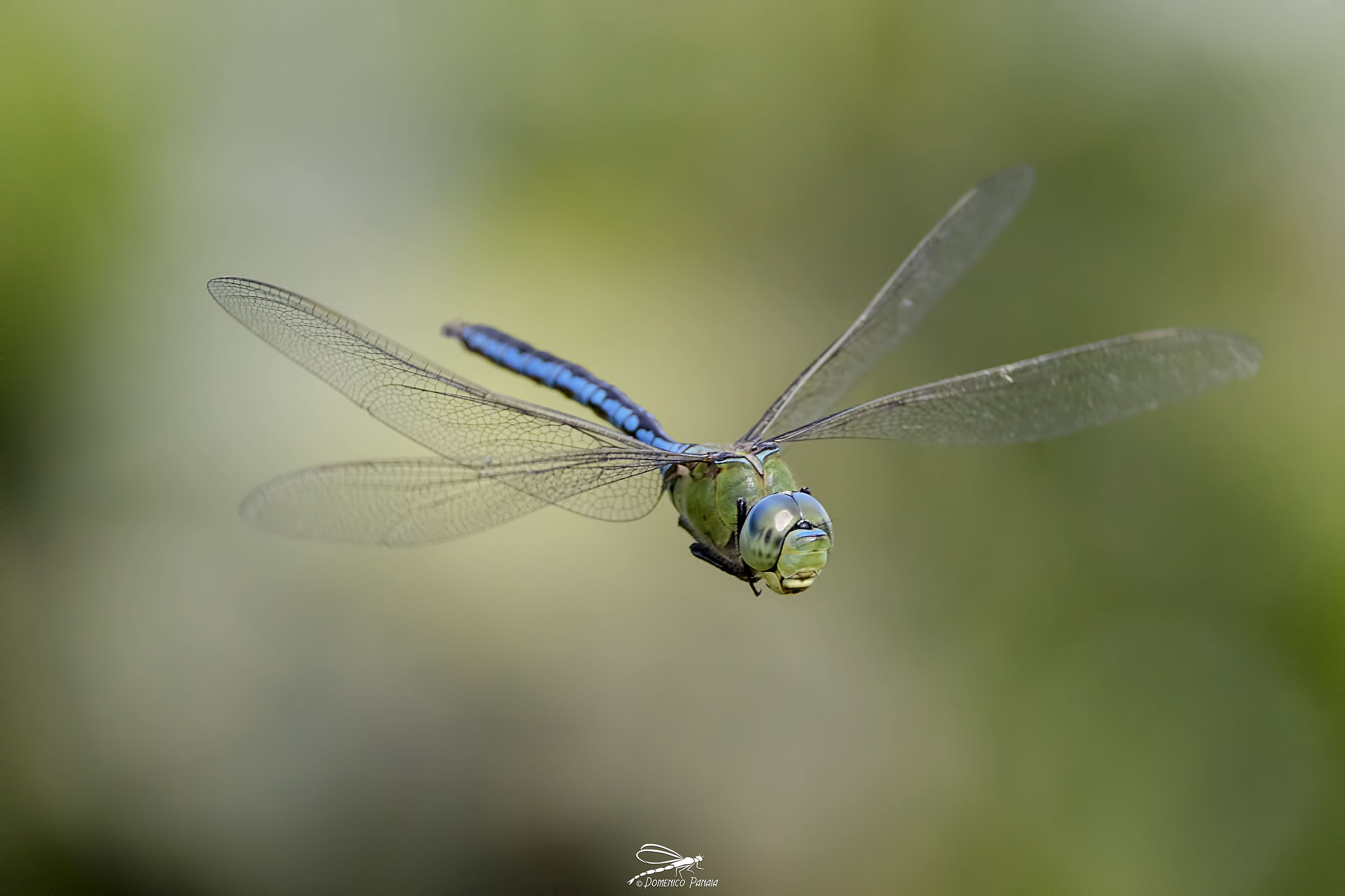 Anax imperator